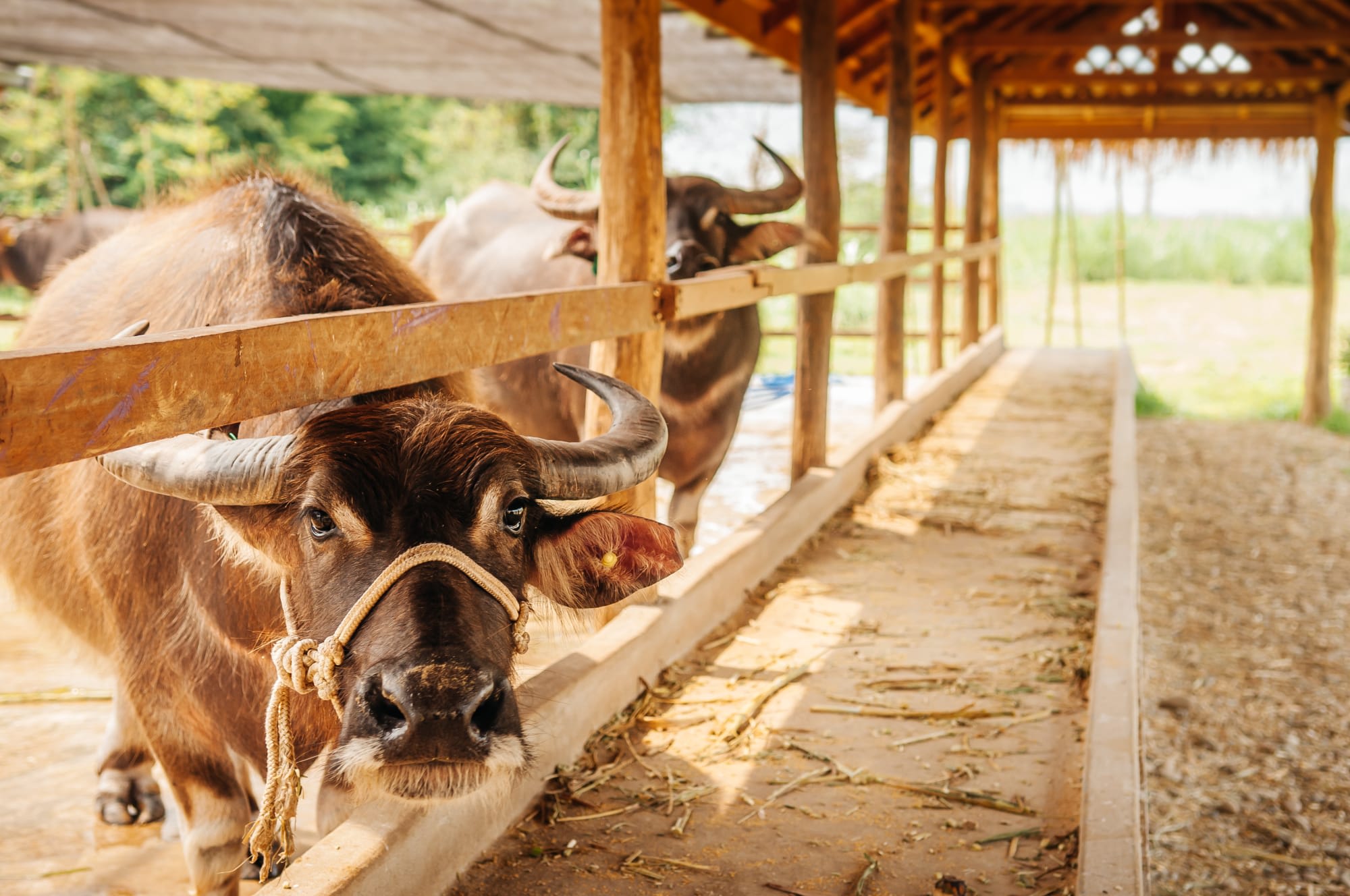 Luang Prabang Entdecken: Laos Wasserbüffel Farm