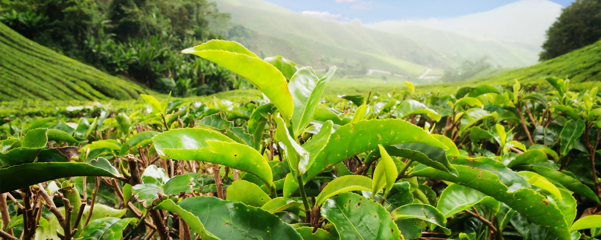 Cameron Highlands ab Kuala Lumpur: Malaysia Teeplantage Cameron Highlands