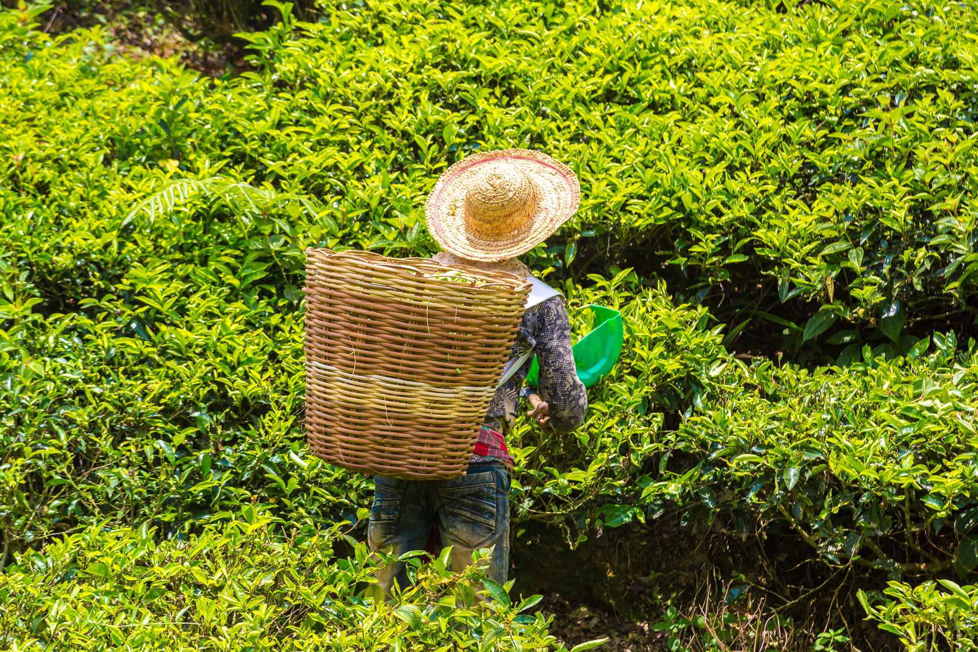 Cameron Highlands ab Kuala Lumpur: Malaysia Cameron Highlands