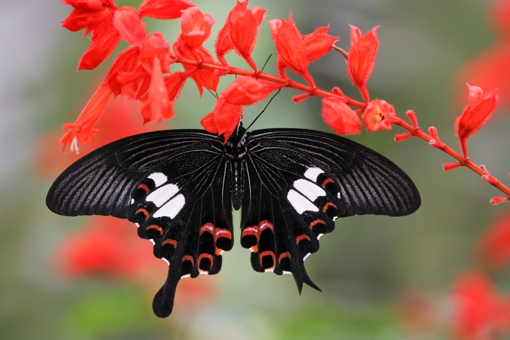 Cameron Highlands ab Kuala Lumpur: Malaysia Cameron Highlands Schmetterlingfarm