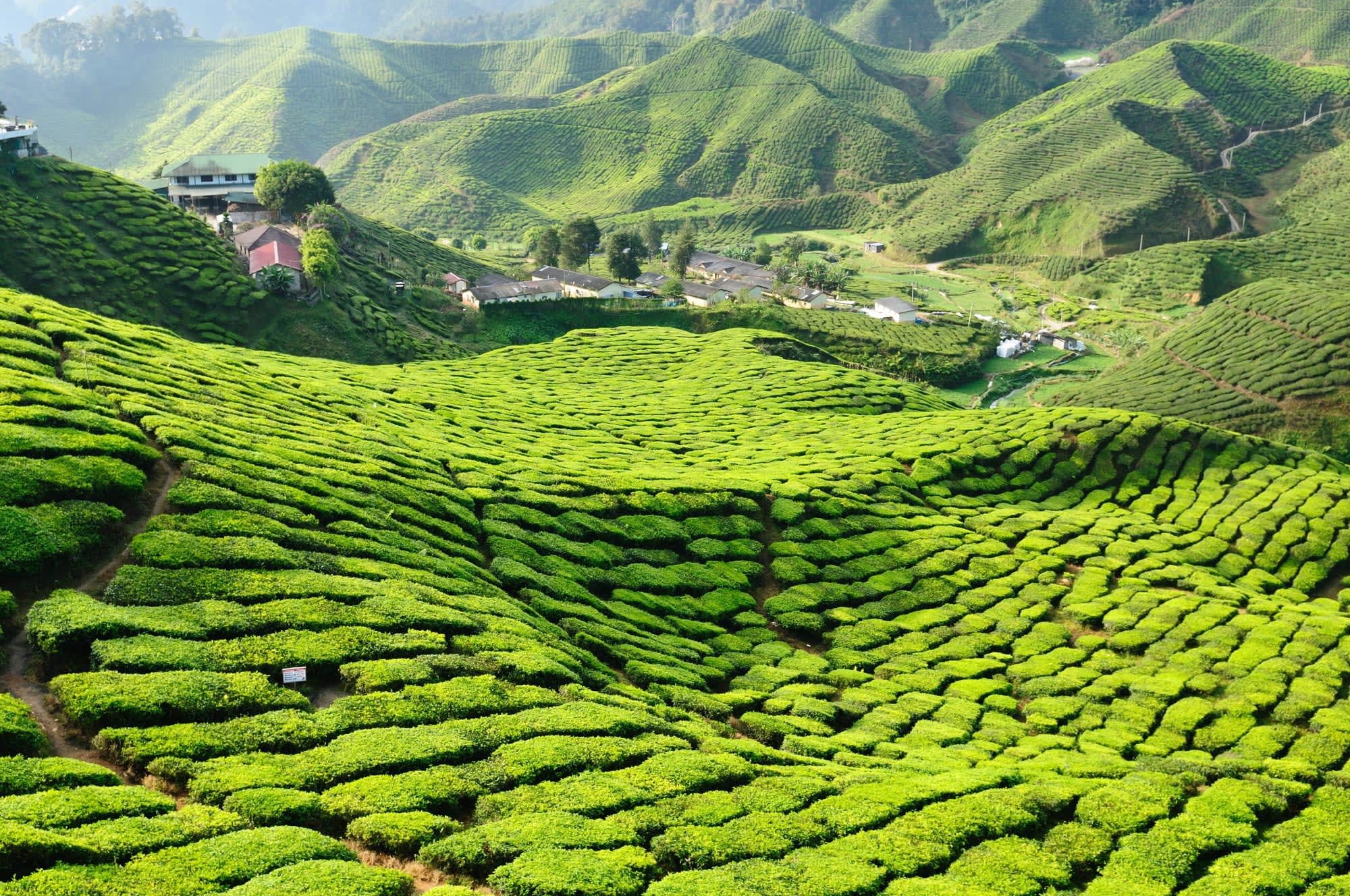 Cameron Highlands ab Kuala Lumpur: Malaysia Cameron Highlands