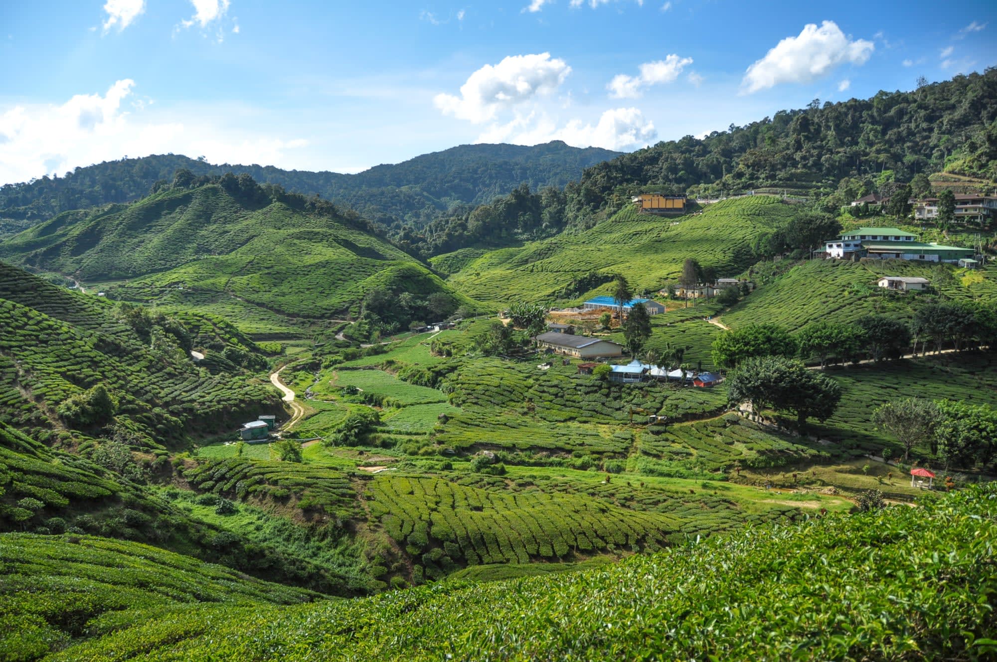 Cameron Highlands ab Kuala Lumpur: Malaysia Cameron Highlands
