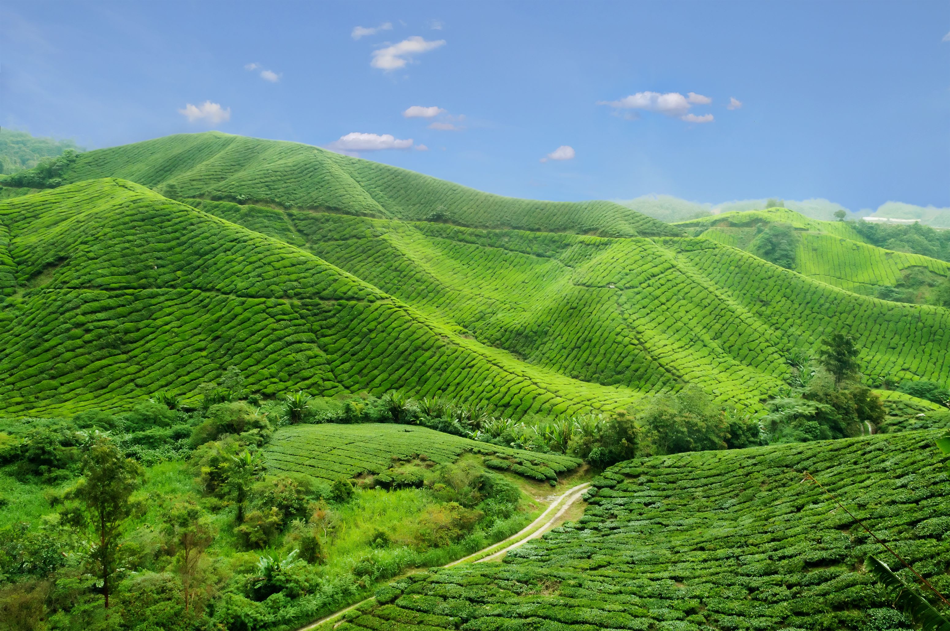 Cameron Highlands ab Kuala Lumpur: Malaysia Cameron Highlands Teeplantagen