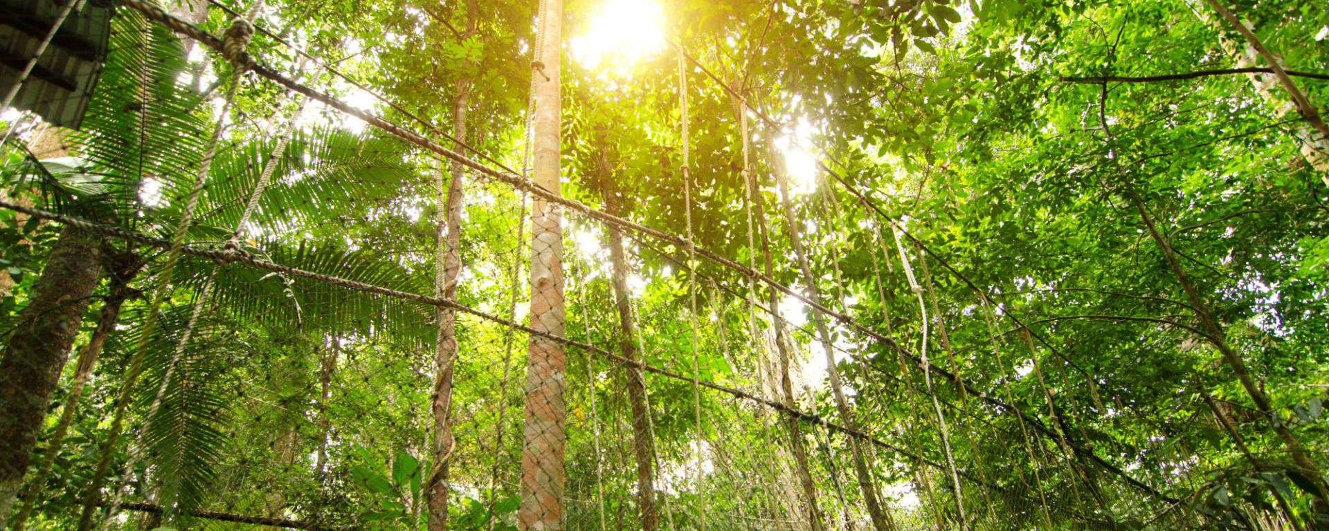 Taman Negara Erlebnistour ab Kuala Lumpur: Malaysia Taman Negara Canopy Walk