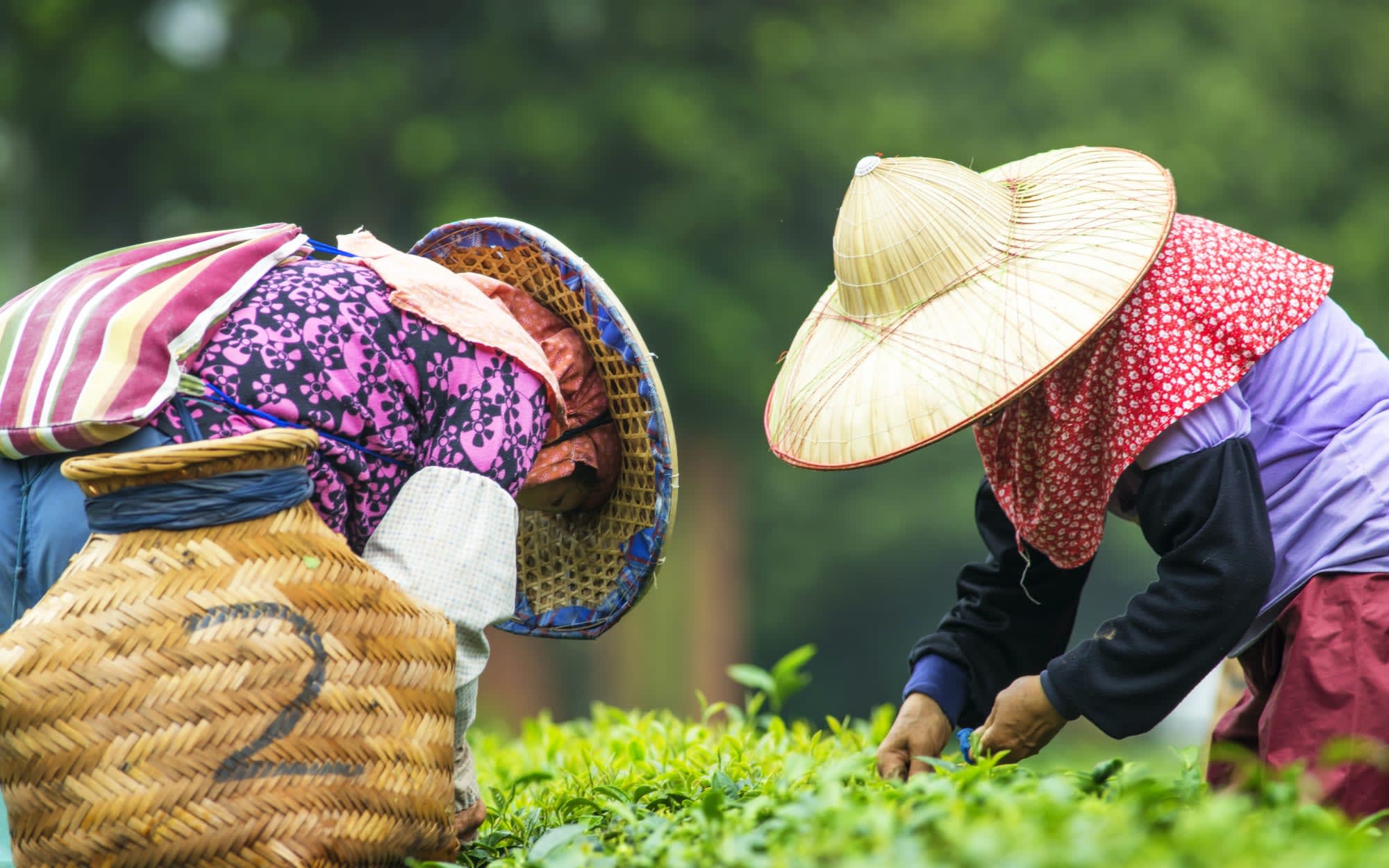 Cameron Highlands ab Kuala Lumpur: Malaysia Teeernte