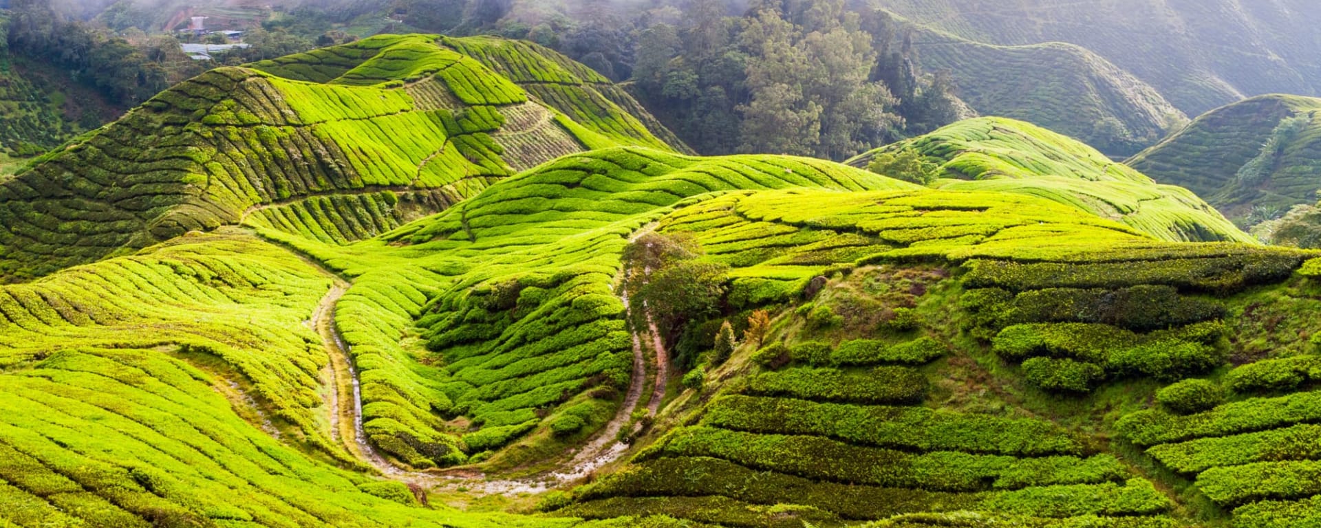 Cameron Highlands ab Kuala Lumpur: Malaysia Cameron Highlands