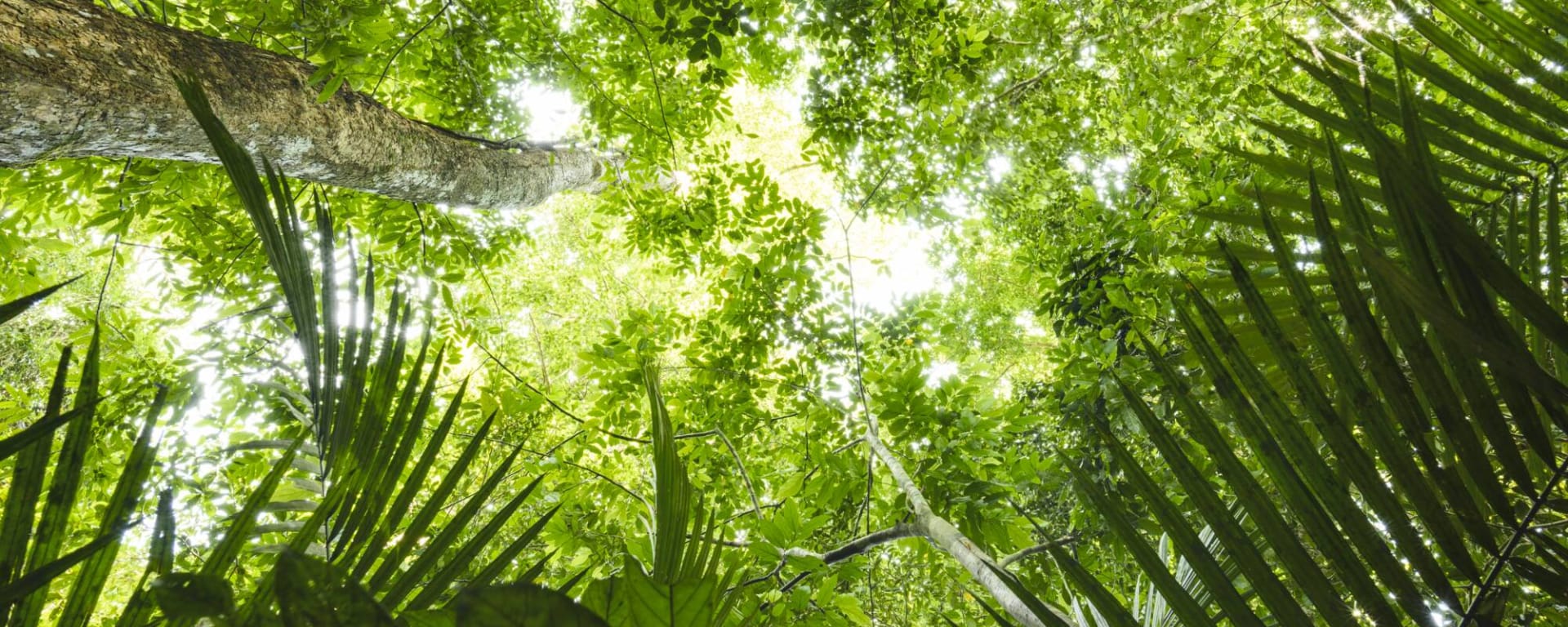 Taman Negara Erlebnistour ab Kuala Lumpur: Malaysia Taman Negara Dschungel Baumwipfel