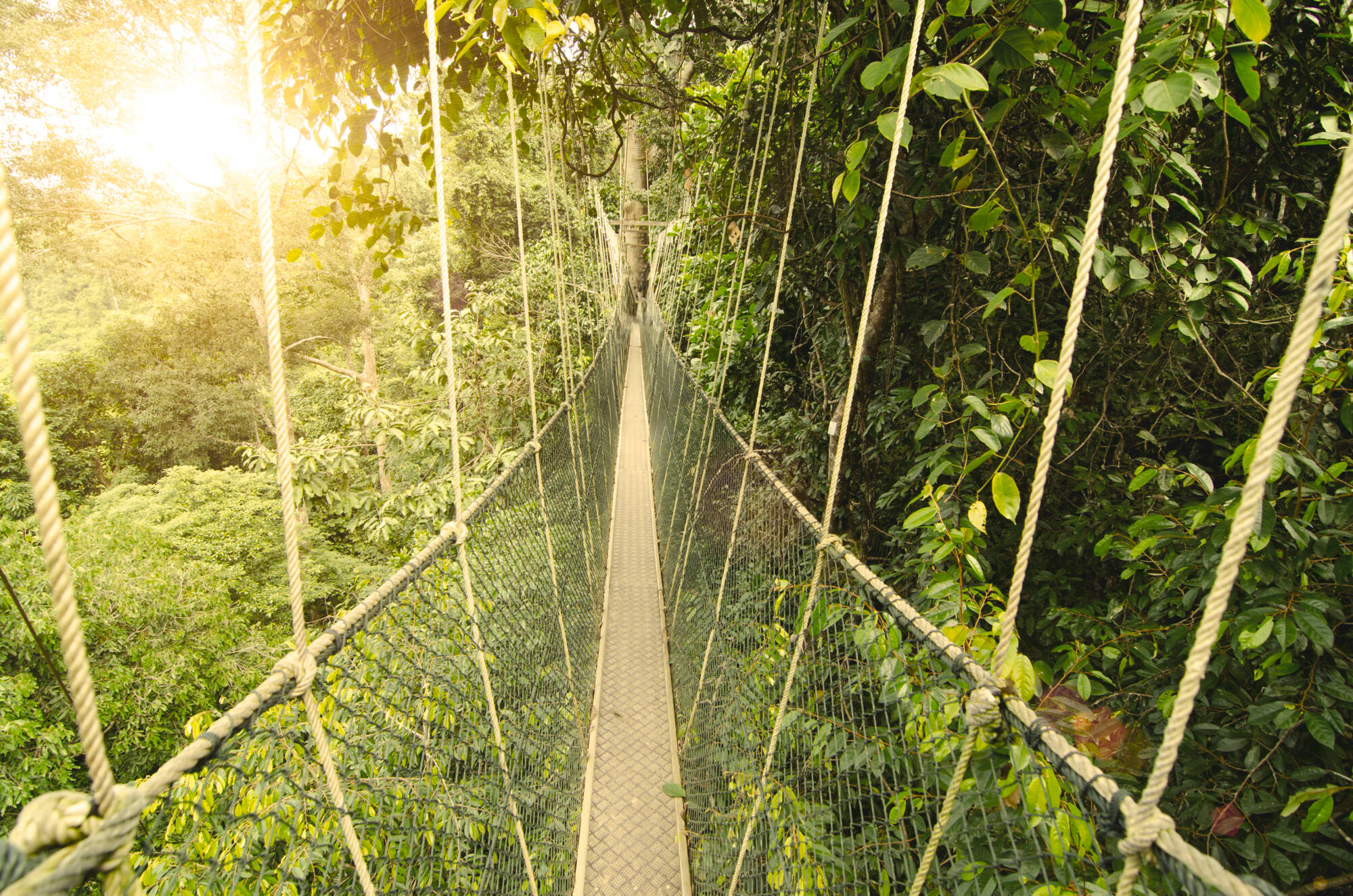 Taman Negara Erlebnistour ab Kuala Lumpur: Malaysia Taman Negara Canopy Walk