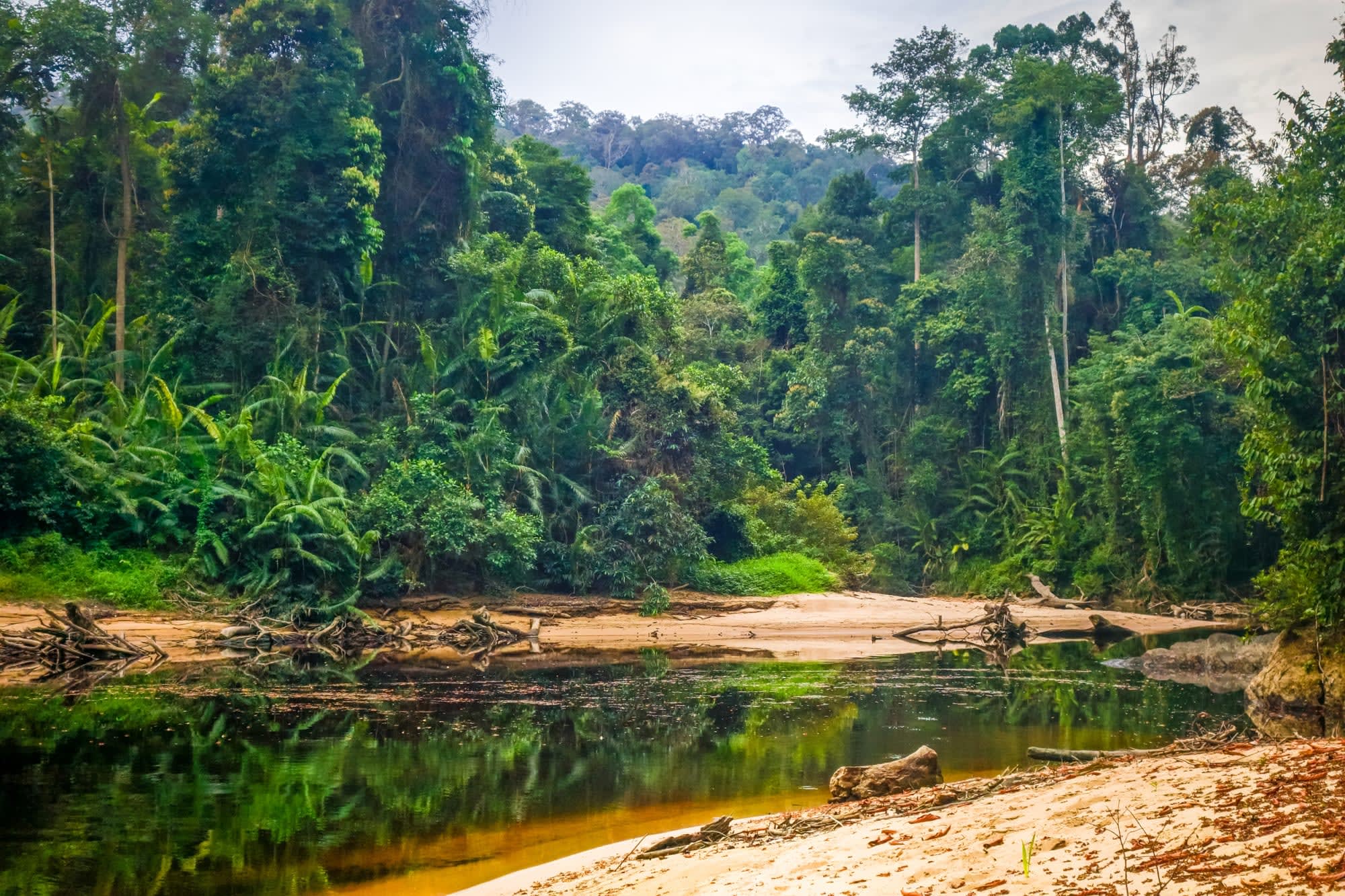 Taman Negara Kurztour ab Kuala Lumpur: Malaysia Taman Negara Dschungel