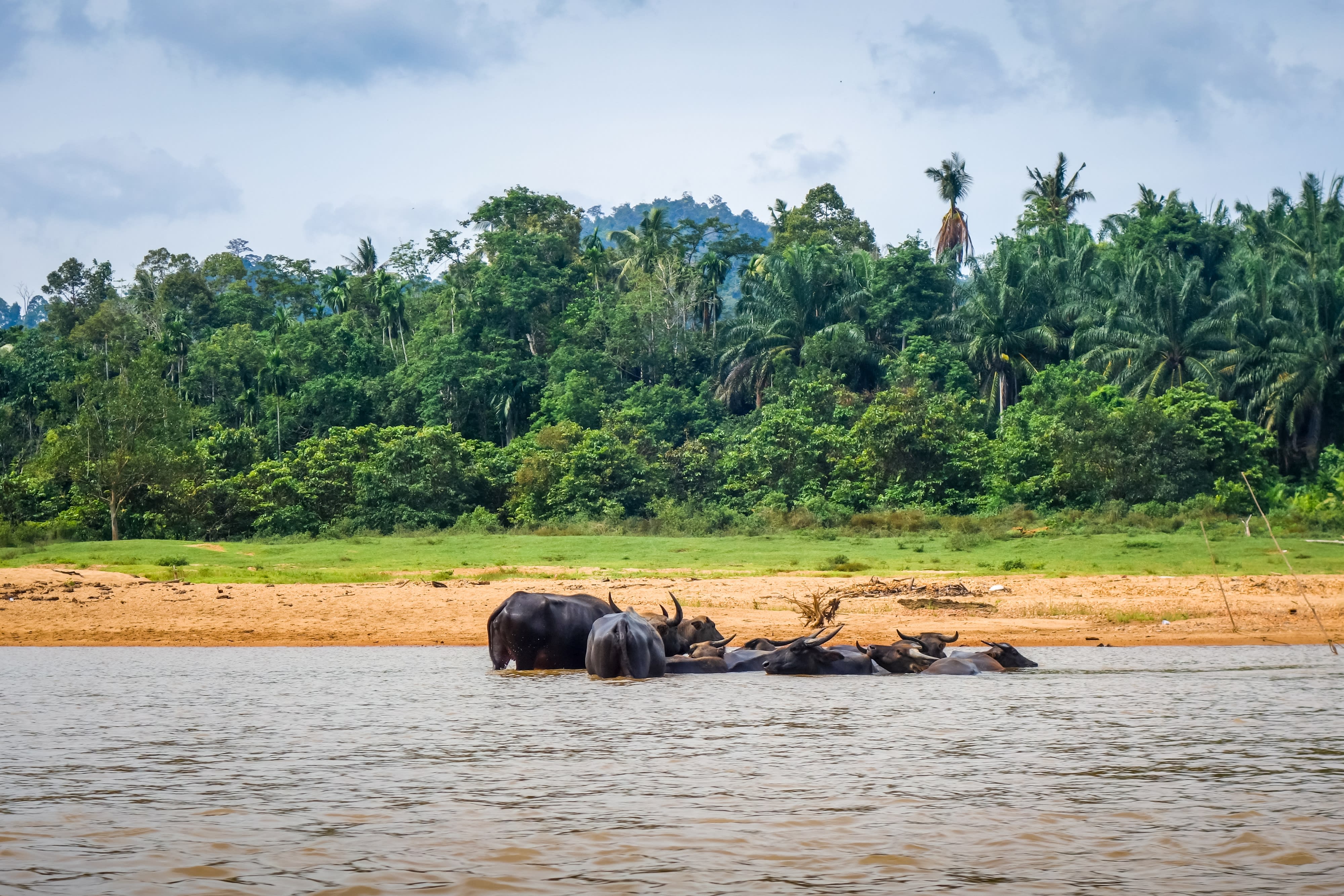 Taman Negara, Eigenanreise: Malaysia Taman Negara Dschungel Bueffel
