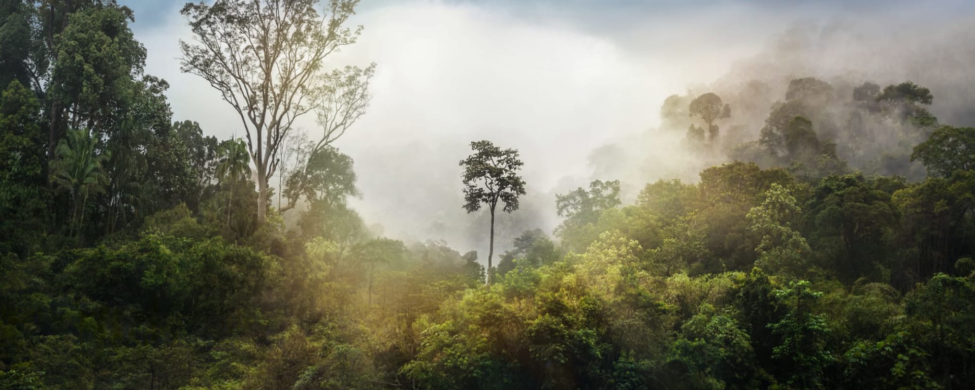 Taman Negara Kurztour ab Kuala Lumpur: Malaysia Taman Negara
