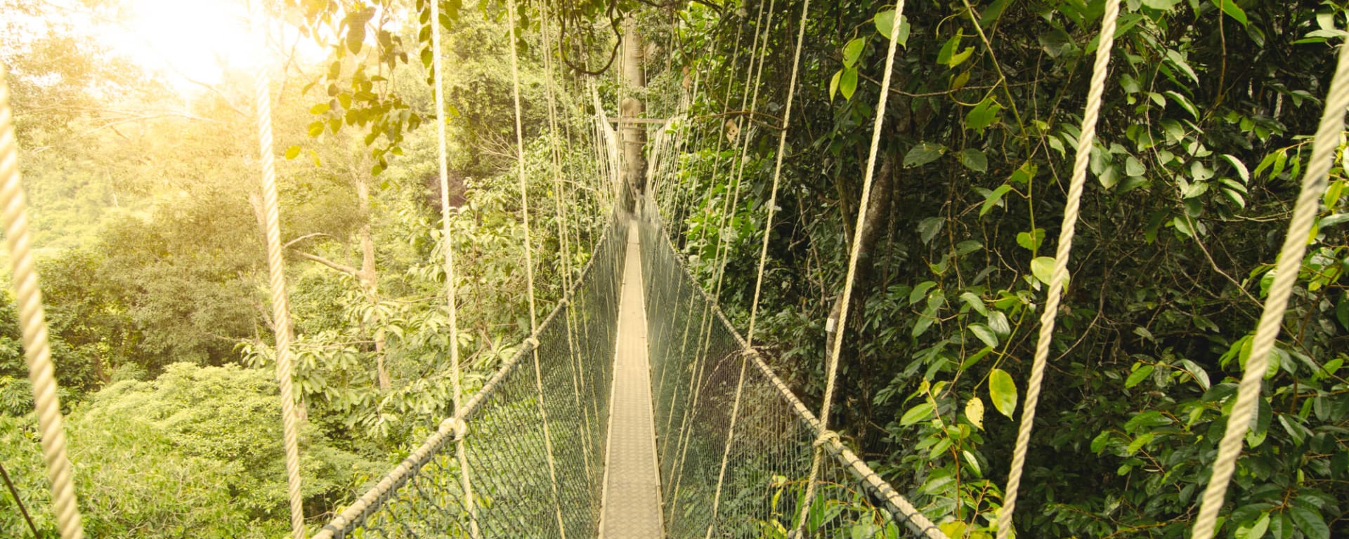 Taman Negara Kurztour ab Kuala Lumpur: Malaysia Taman Negara Canopy Walk