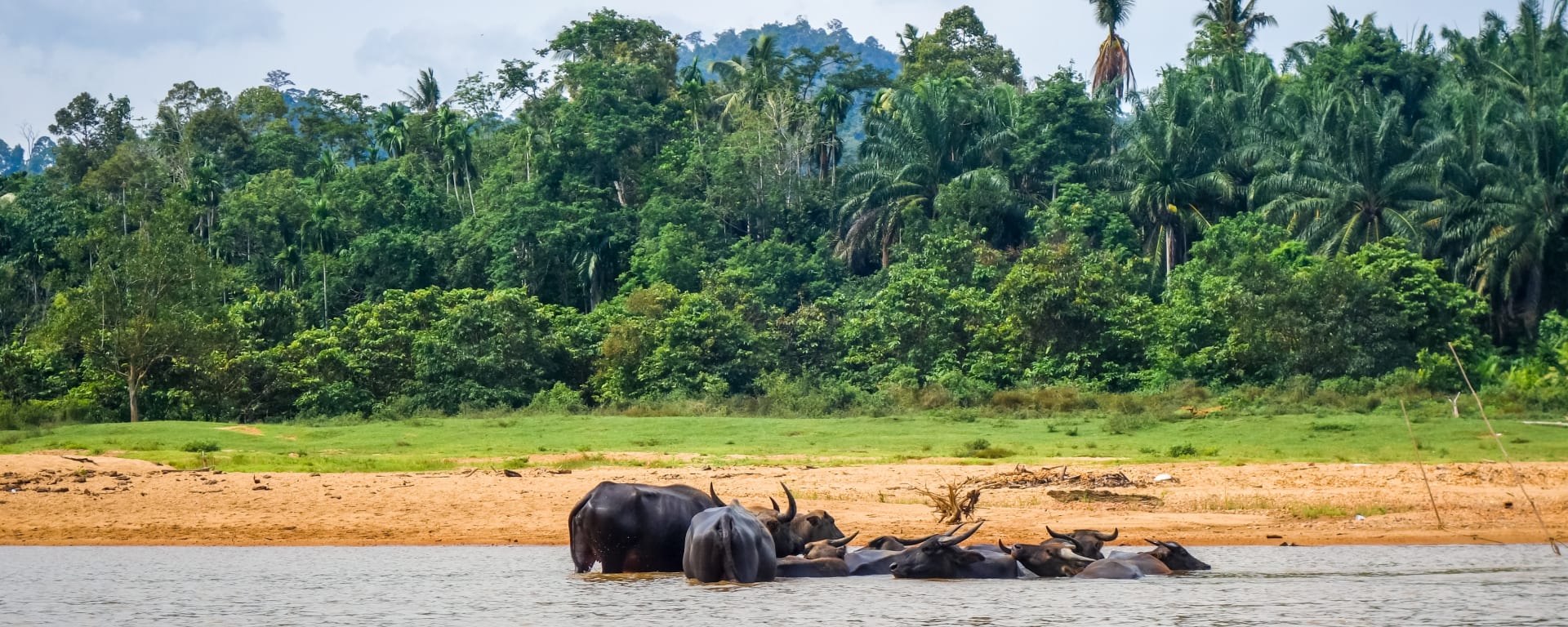 Taman Negara Kurztour ab Kuala Lumpur: Malaysia Taman Negara Dschungel Bueffel