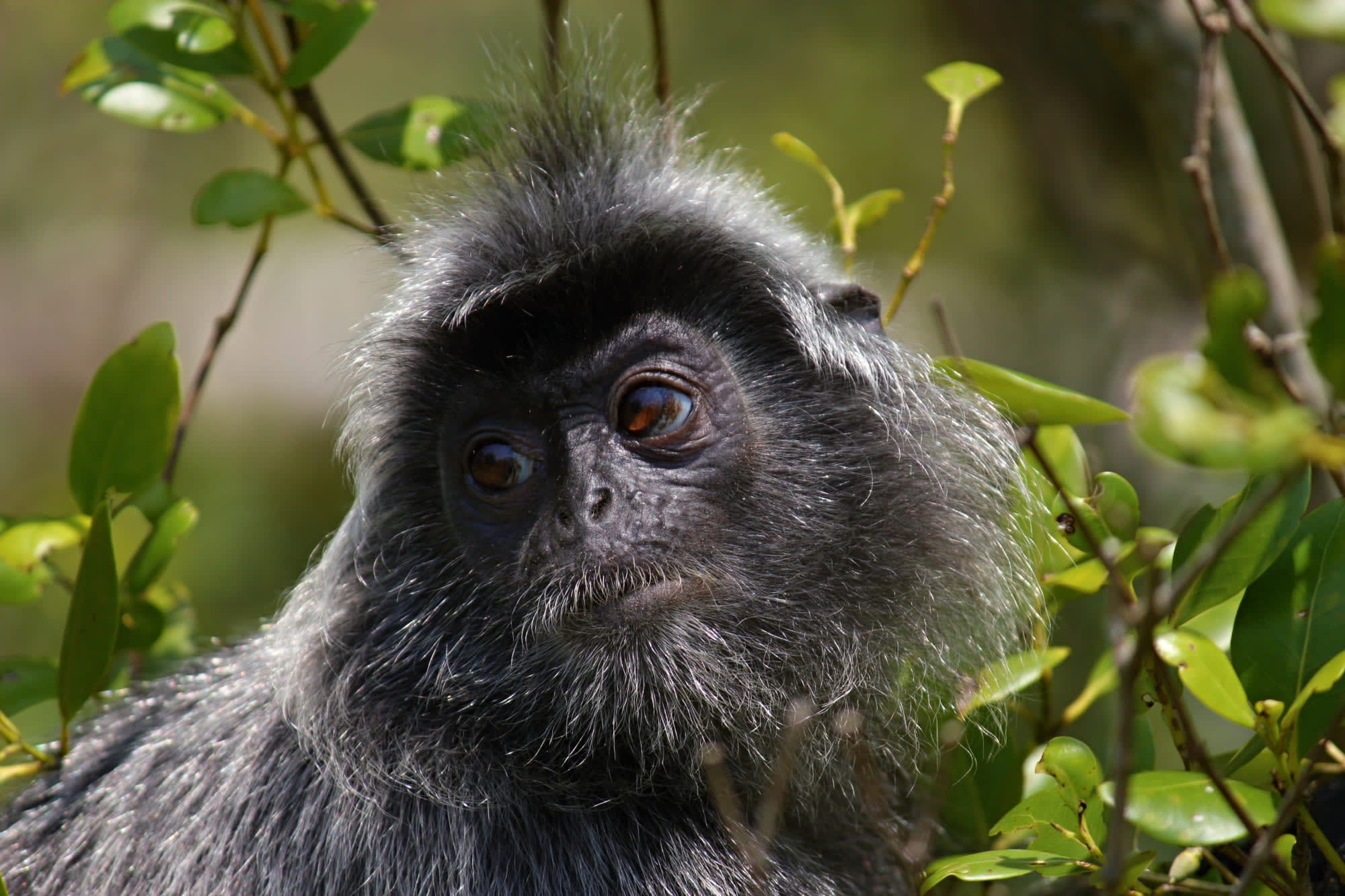 Taman Negara Kurztour ab Kuala Lumpur: Malaysia Taman Negara Affe