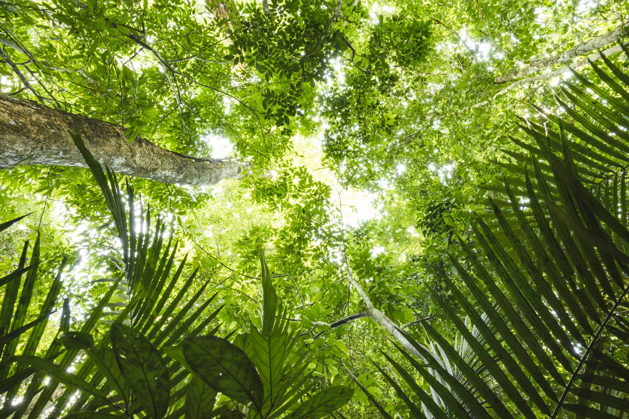 Taman Negara Kurztour ab Kuala Lumpur: Malaysia Taman Negara Dschungel Baumwipfel