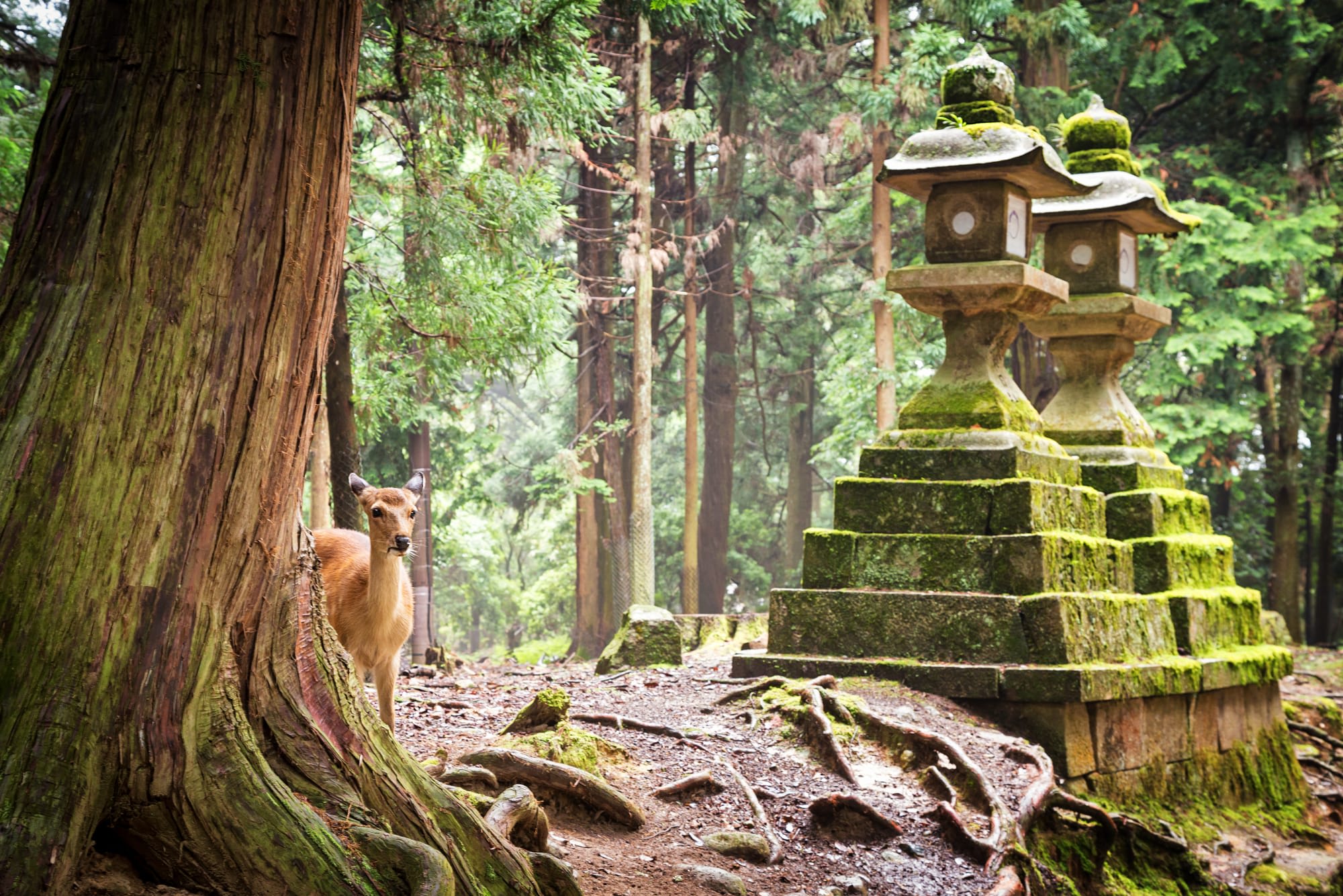 Große Japanreise mit dem Zug ab Tokio: Japan Nara Rotwild