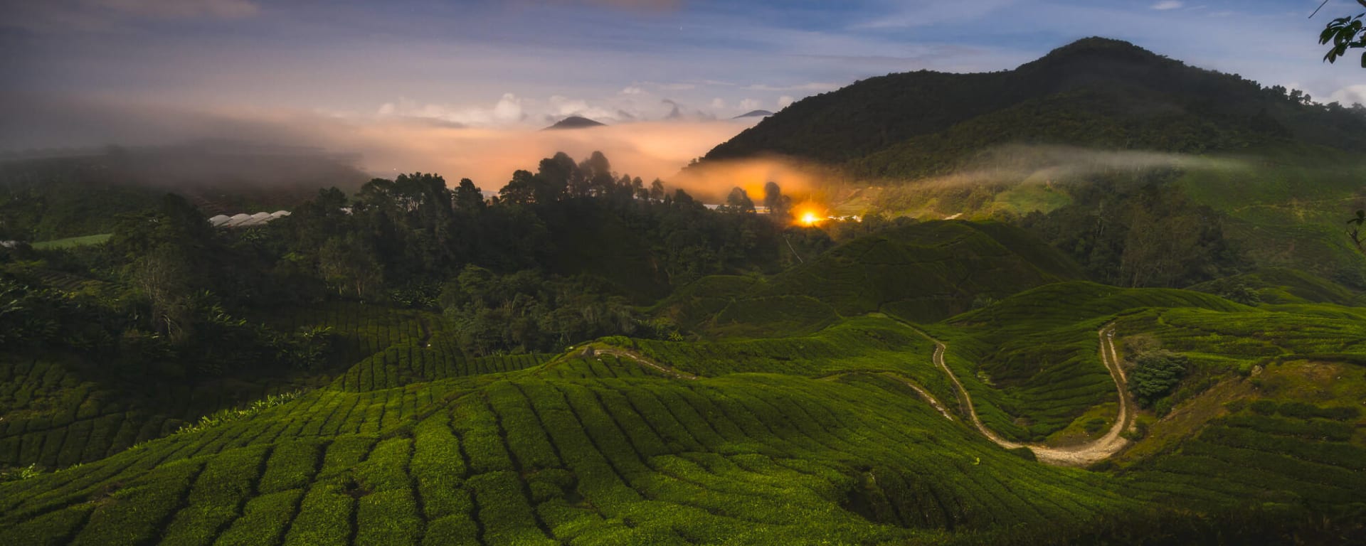 Selbstfahrertour Malaysia - Westküste ab Kuala Lumpur: Malaysia Cameron Highlands
