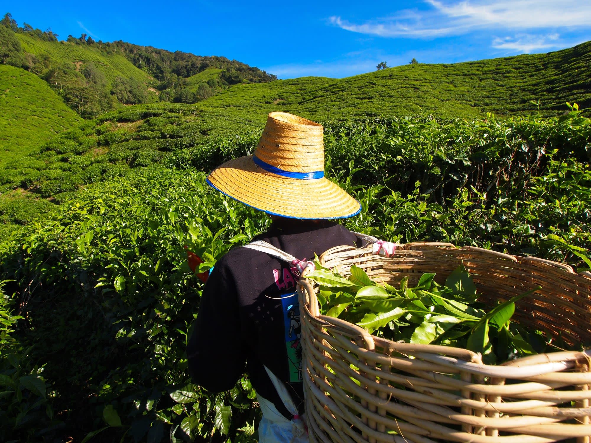 Überland von Kuala Lumpur bis Penang: Malaysia Cameron Highlands Teepflücker