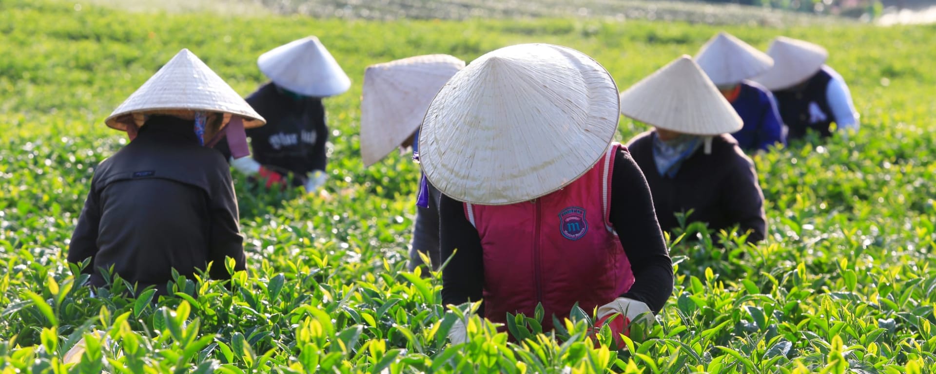 Zentrales Hochland und Dalat ab Saigon: Vietnam Dalat Teeplantage
