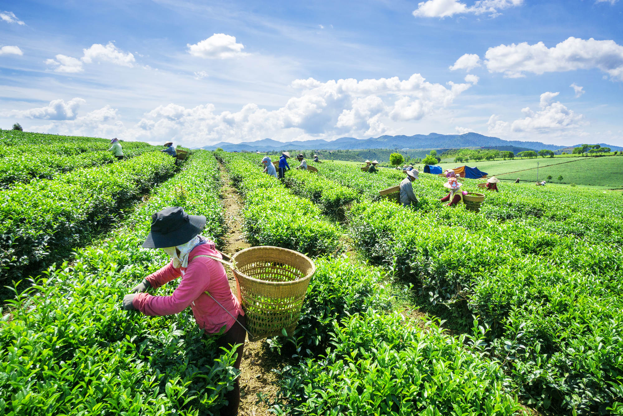 Zentrales Hochland und Dalat ab Saigon: Vietnam Dalat Teeplantage