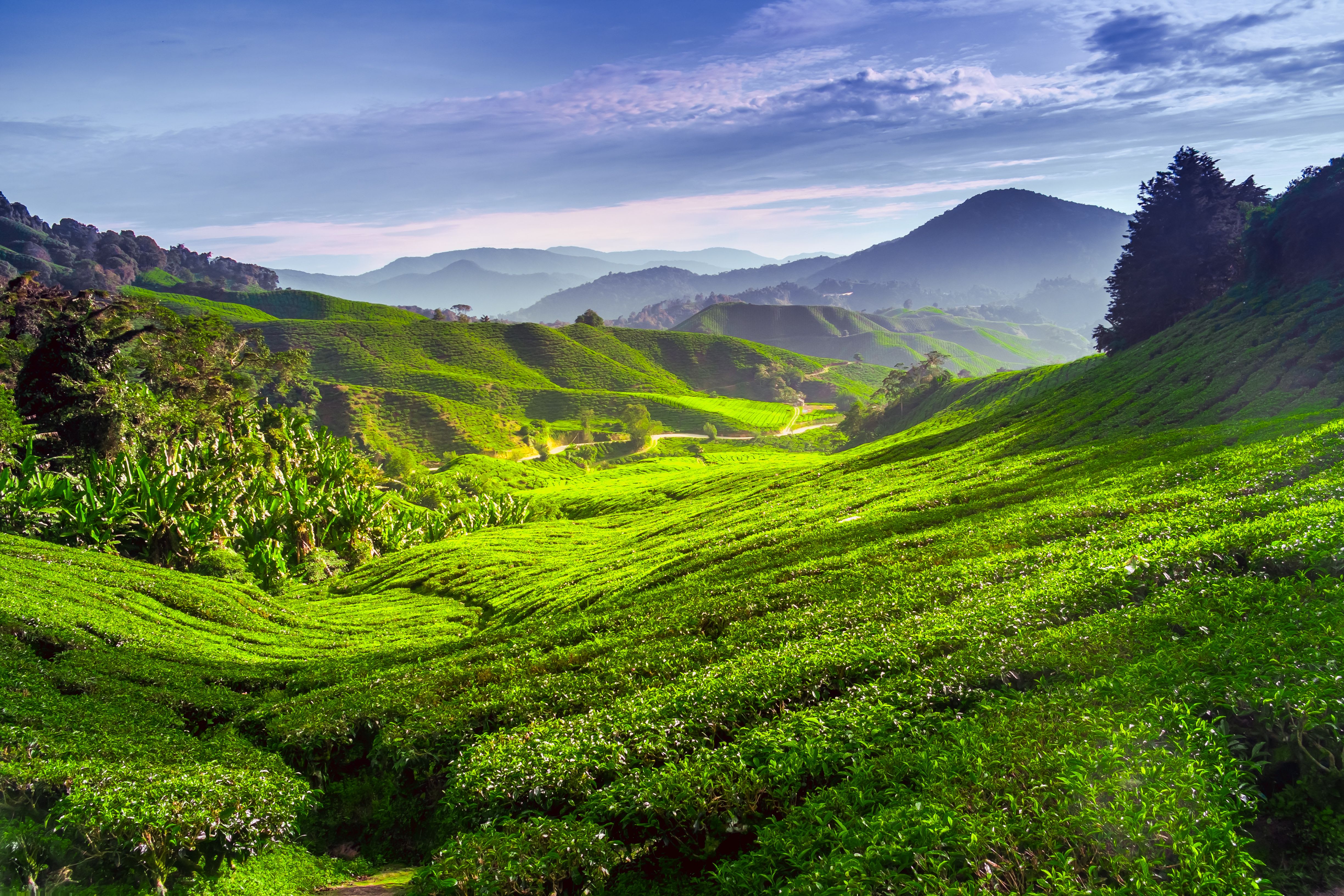 Selbstfahrertour Malaysia - Westküste ab Kuala Lumpur: Malaysia Teeplantage Cameron Highlands