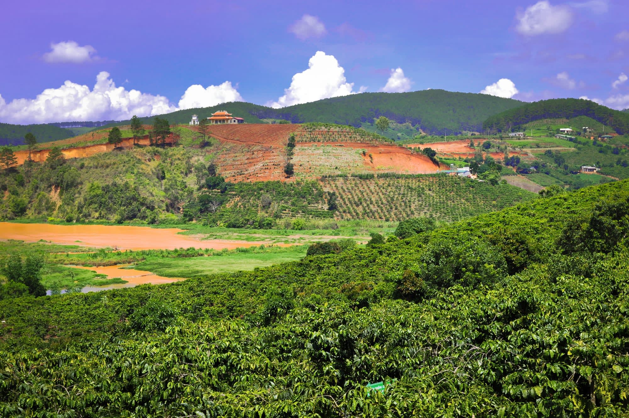 Zentrales Hochland und Dalat ab Saigon: Vietnam Kaffeeplantage
