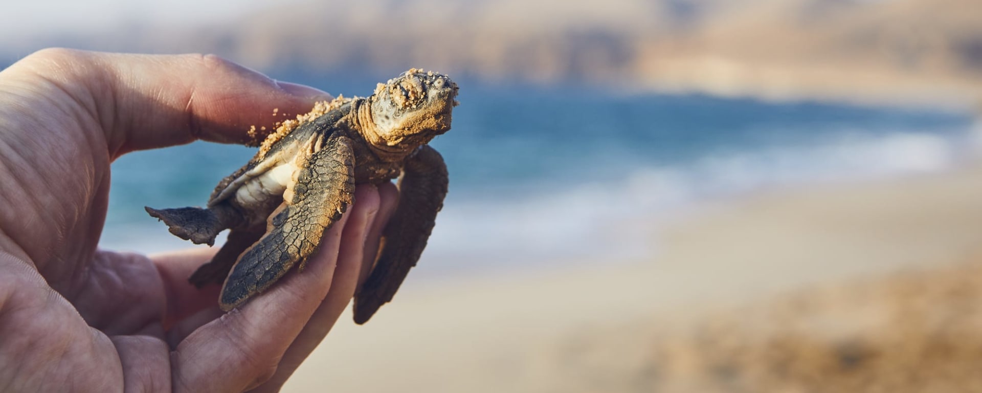 Natur & Kultur Oman ab Muscat: Oman Ras al Jinz Schildkrötenbaby