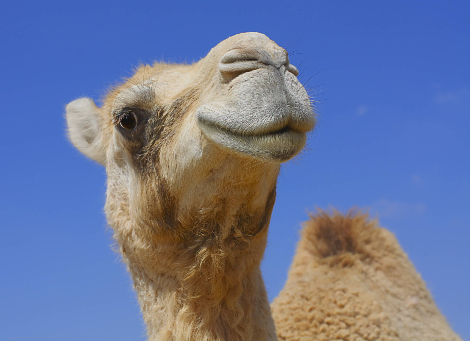 Familienabenteuer Oman ab Muscat: Oman Kamel