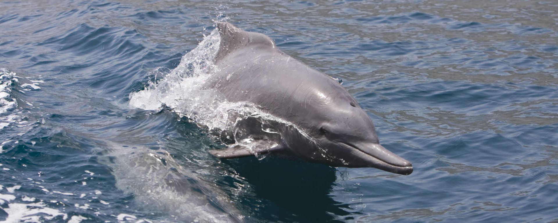 Familienabenteuer Oman ab Muscat: Oman Delfine