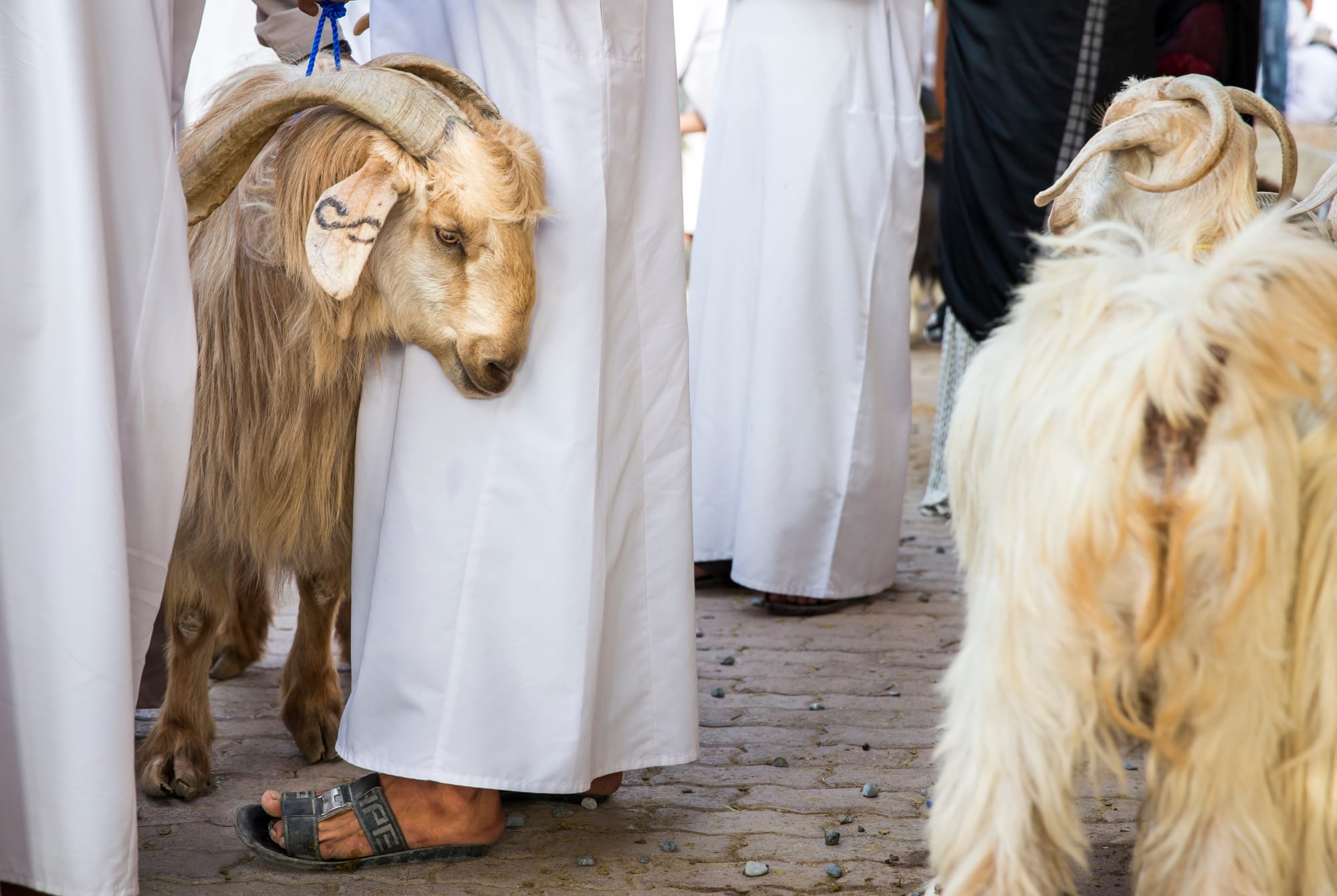 Familienabenteuer Oman ab Muscat: Oman Nizwa Tiermarkt