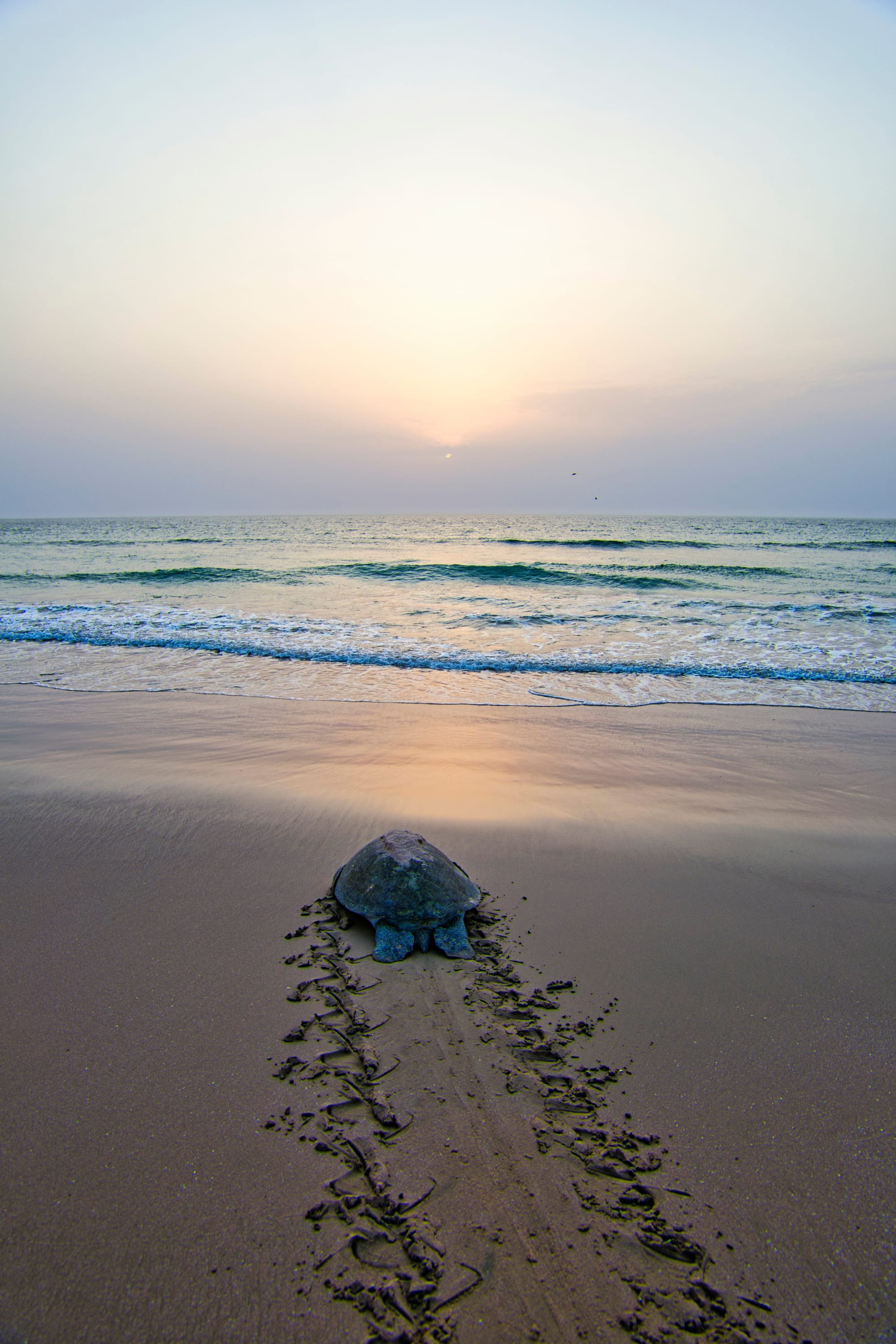 Familienabenteuer Oman ab Muscat: Oman Ras al Hadd Schildkröte