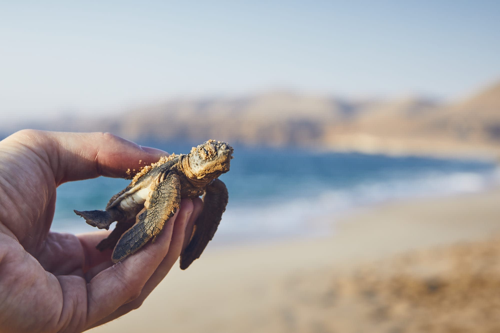 Den Oman 'Erfahren' ab Muscat: Oman Ras al Jinz Schildkrötenbaby