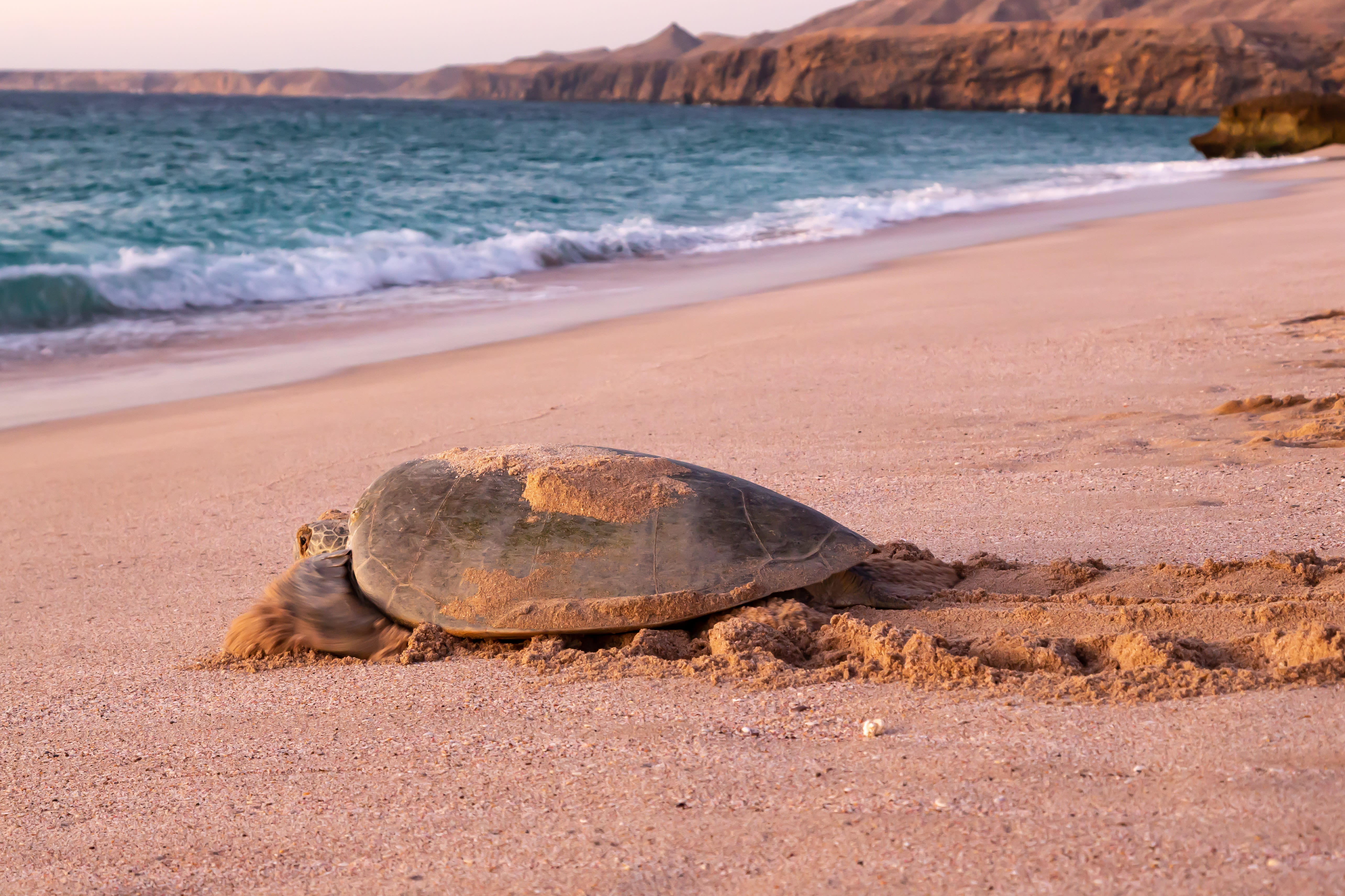 Familienabenteuer Oman ab Muscat: Oman Schildkröte