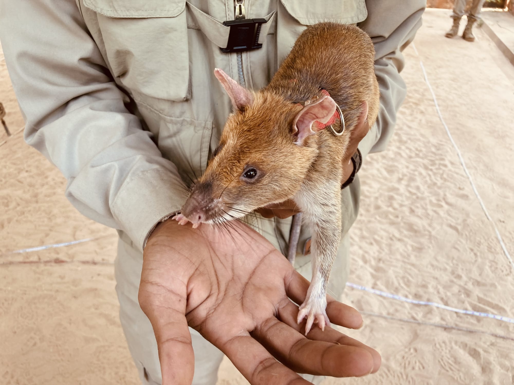 Höhepunkte Kambodschas ab Phnom Penh: Kambodscha Apopo Minen Ratte Siem Reap 