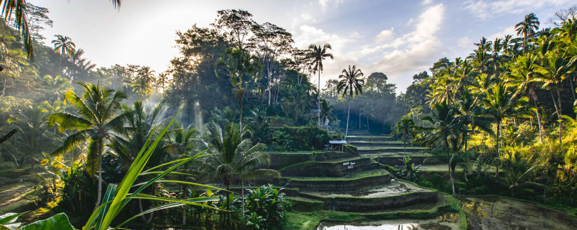 Höhepunkte Balis ab Süd-Bali: Indonesien Bali Ubud Reisterrassen