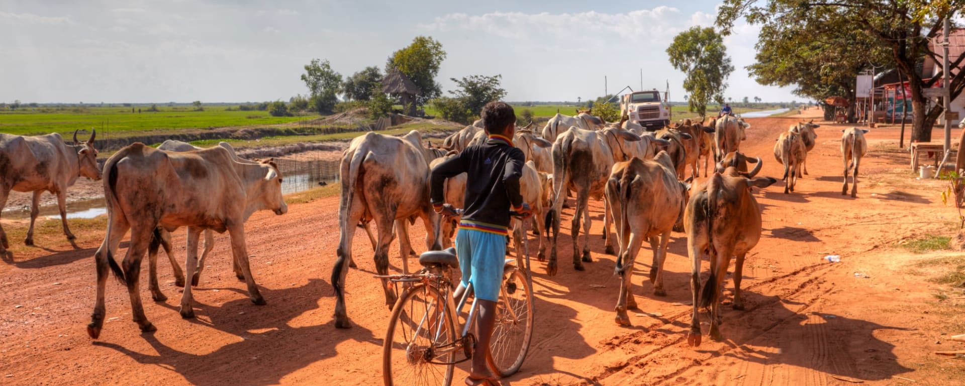 Battambang, die Reiskammer ab Siem Reap: Kambodscha Battambang Kuhherde