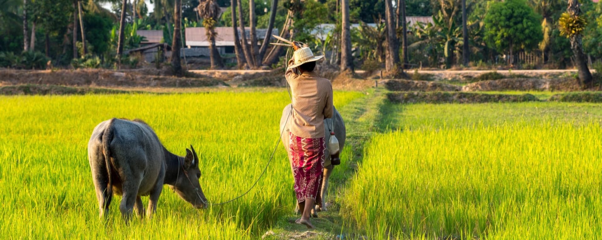 Battambang, die Reiskammer ab Siem Reap: Kambodscha Battambang Reisfeld