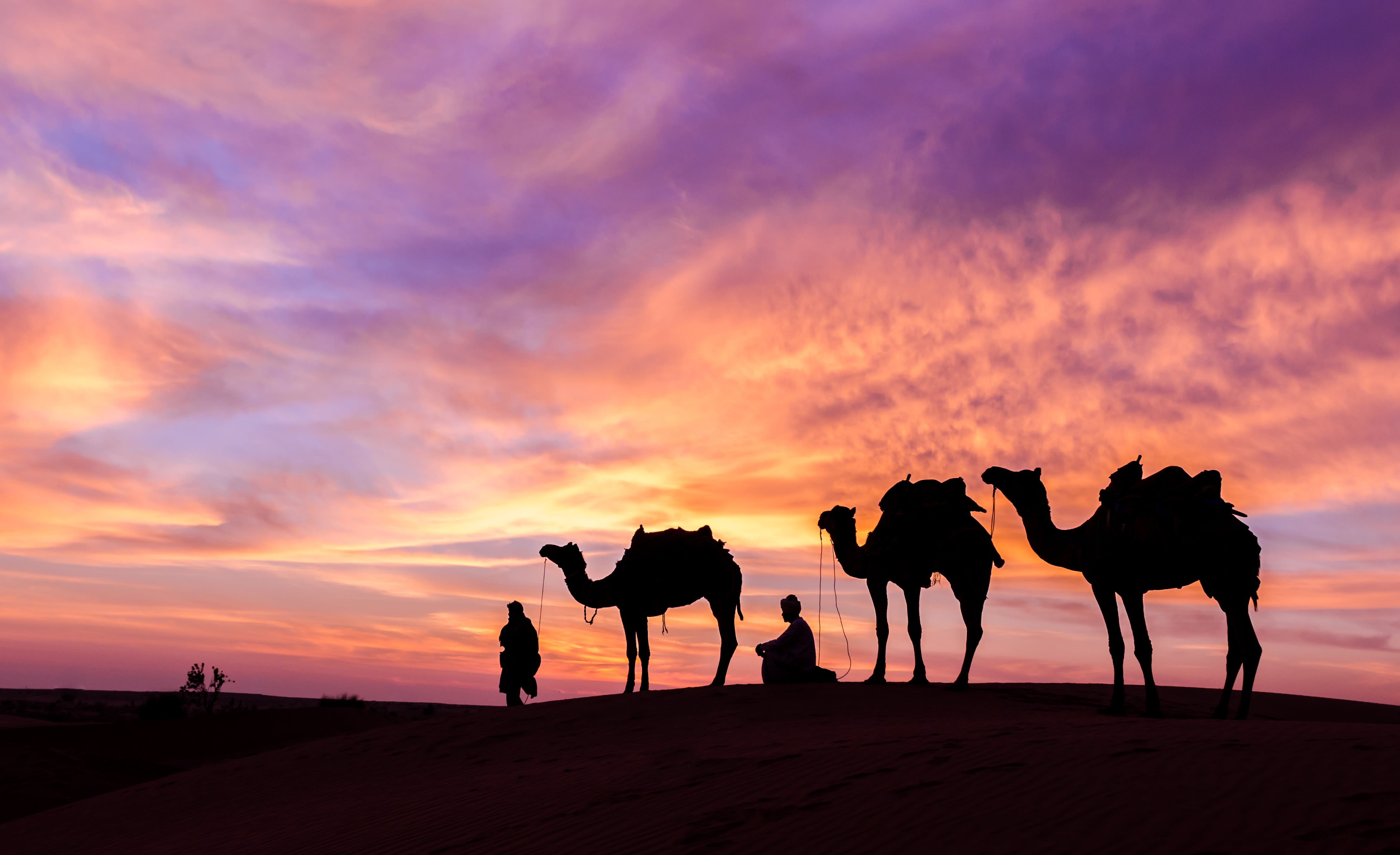 Abenteuer Dhofar - Küste & Wüste ab Salalah: Oman Kamele im Sonnenuntergang