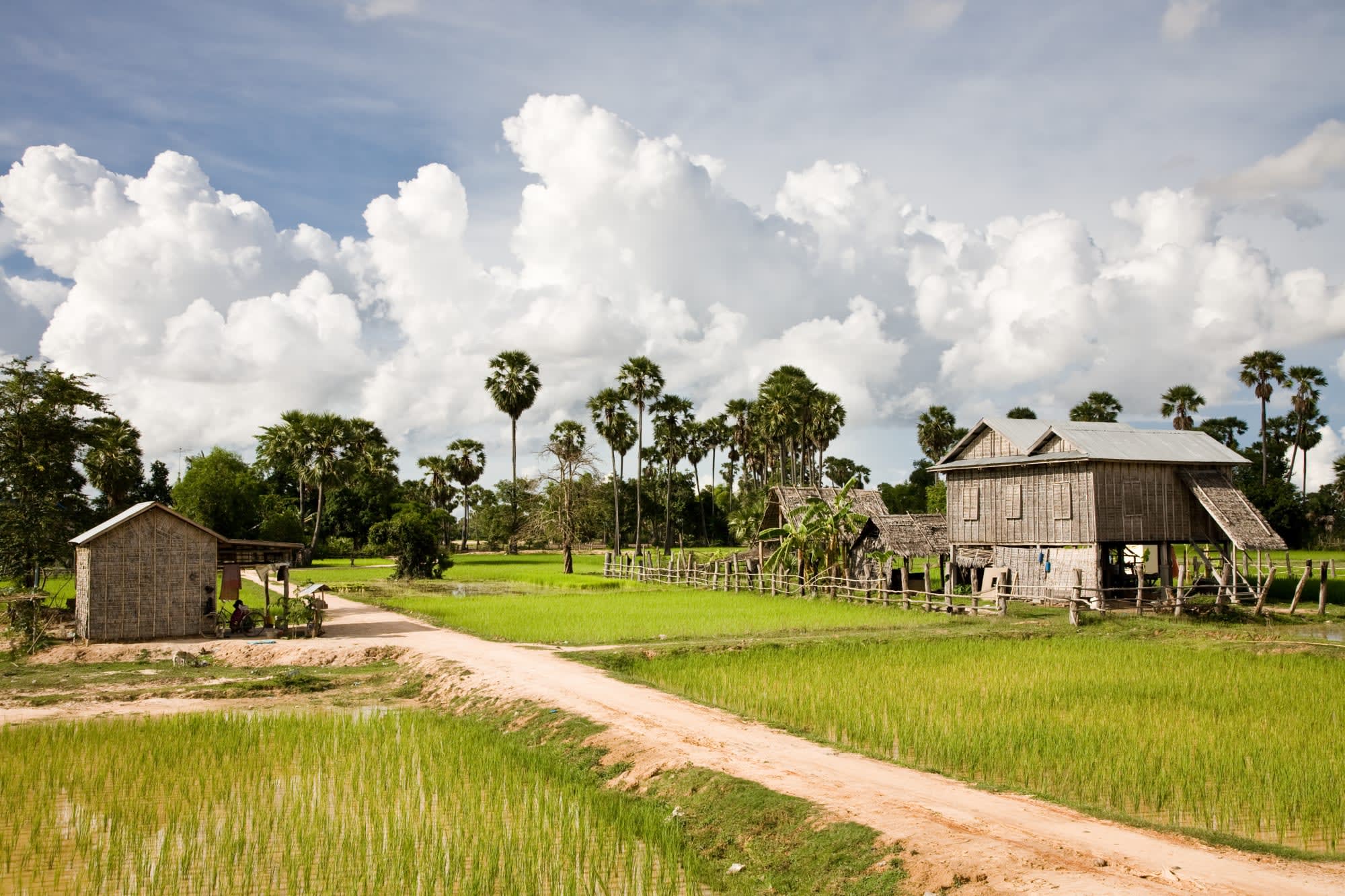 Battambang, die Reiskammer ab Siem Reap: Kambodscha Battambang Reisfeld