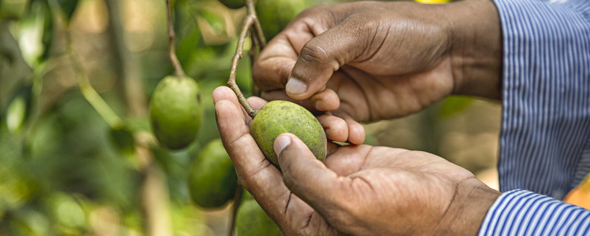 Sri Lanka für Genießer ab Colombo: Sri Lanka Früchte