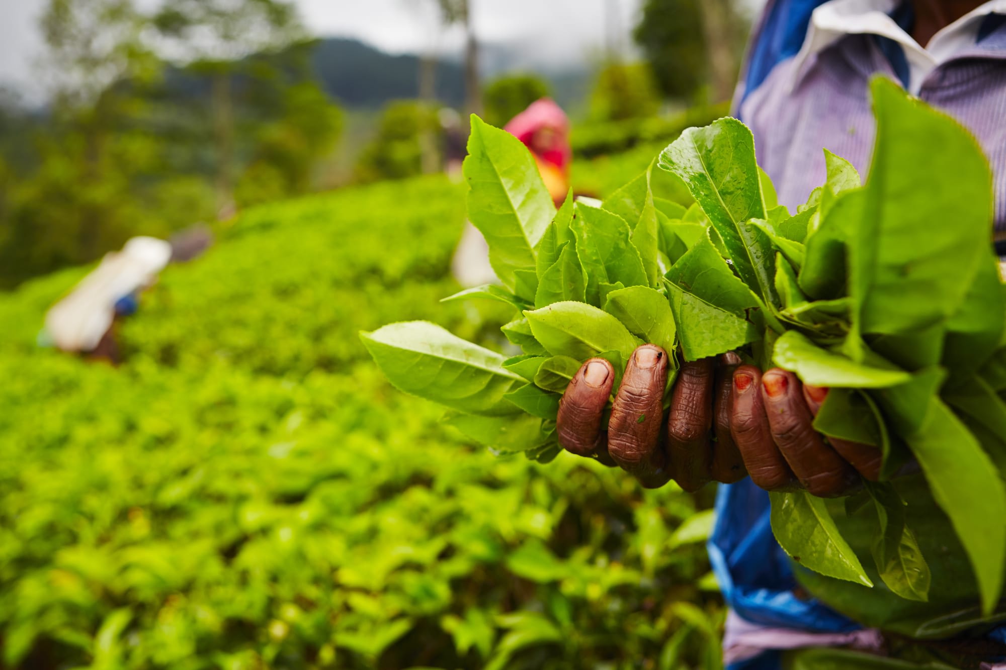 Sri Lanka für Genießer ab Colombo: Sri Lanka Teeplantage