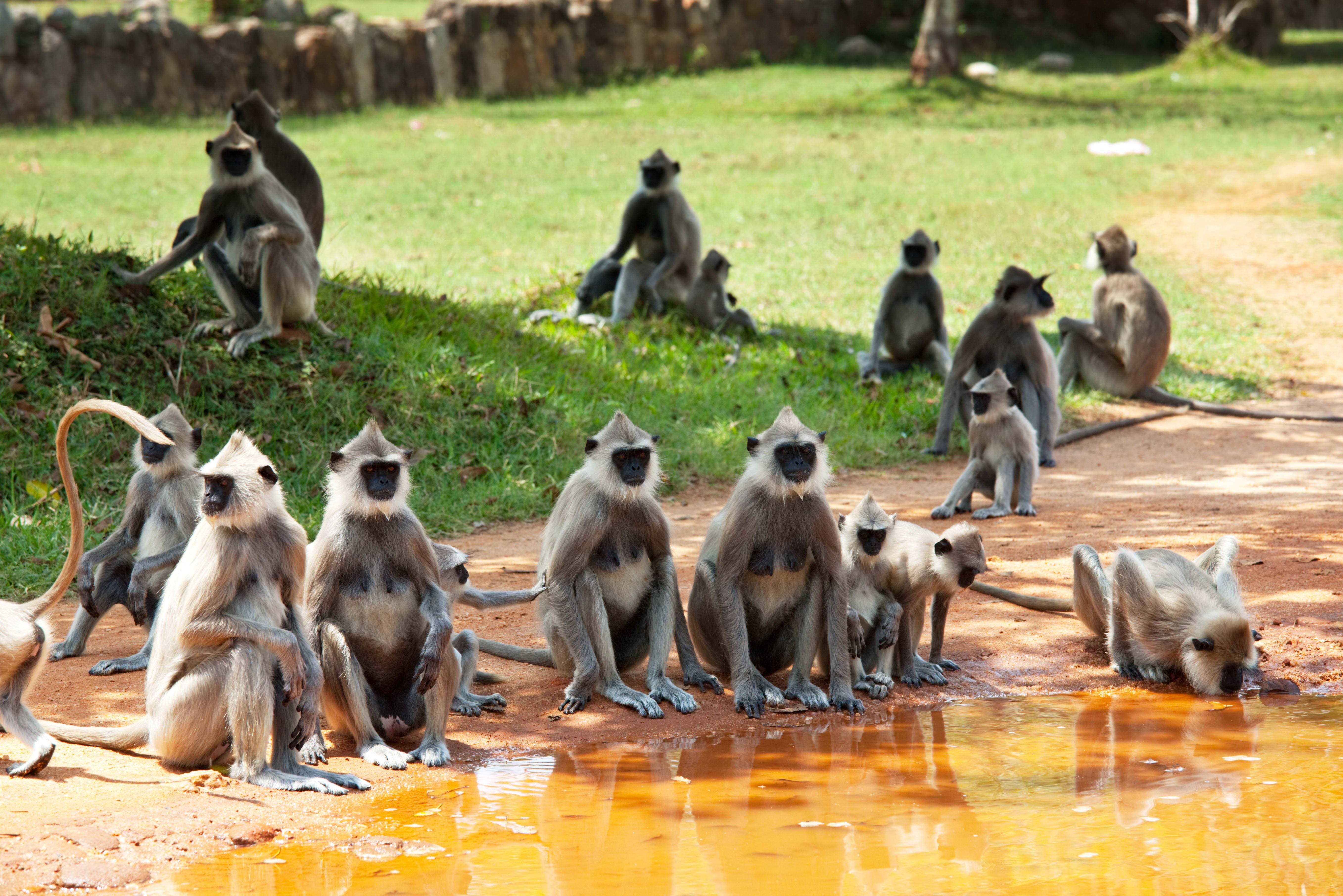Naturpfade Sri Lankas ab Colombo: Sri Lanka Yala Nationalpark Affen