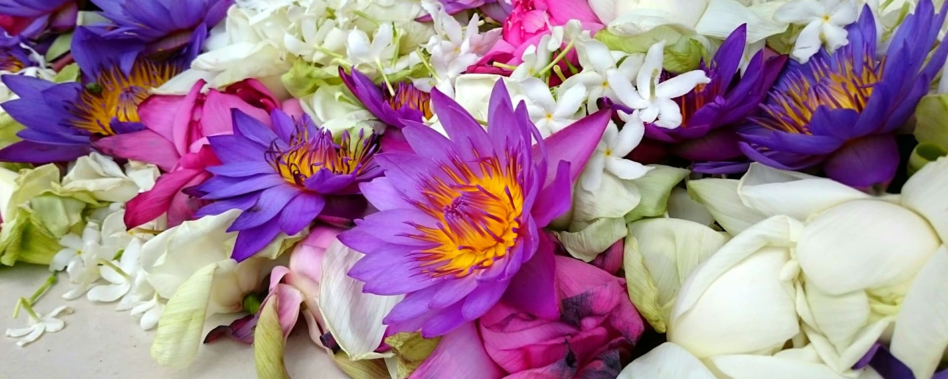 Klassisches Sri Lanka ab Colombo: Sri Lanka Blumen