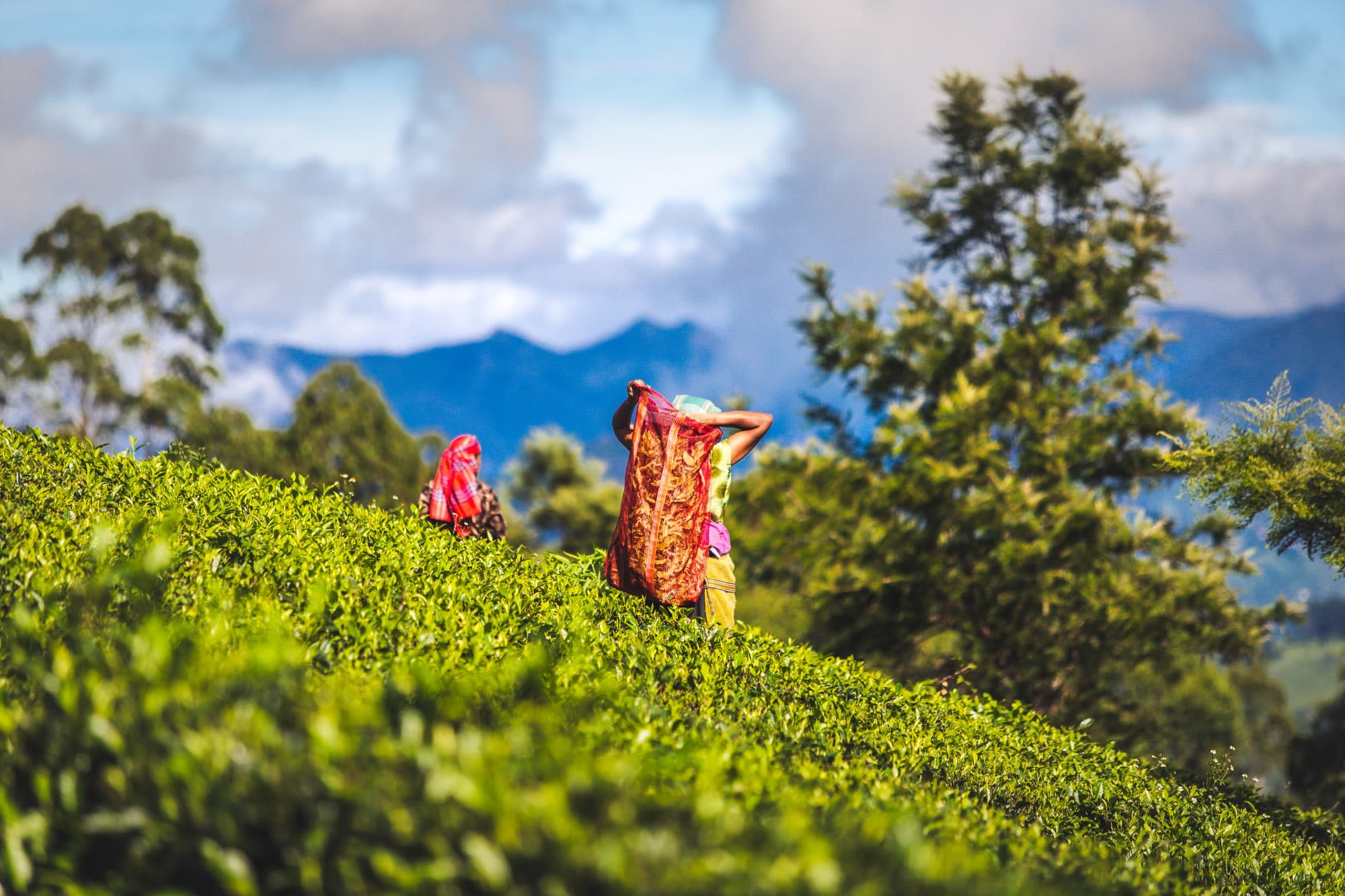 Klassisches Sri Lanka ab Colombo: Sri Lanka Teeplantage