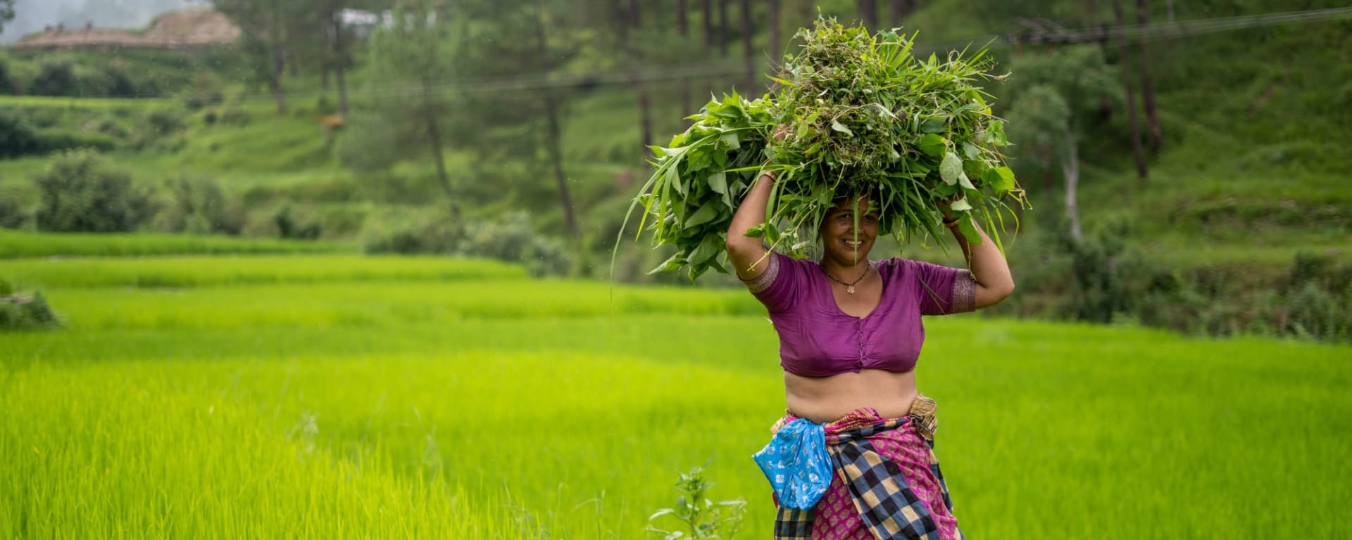 Naturpfade Sri Lankas ab Colombo: Sri Lanka Teeplantage 