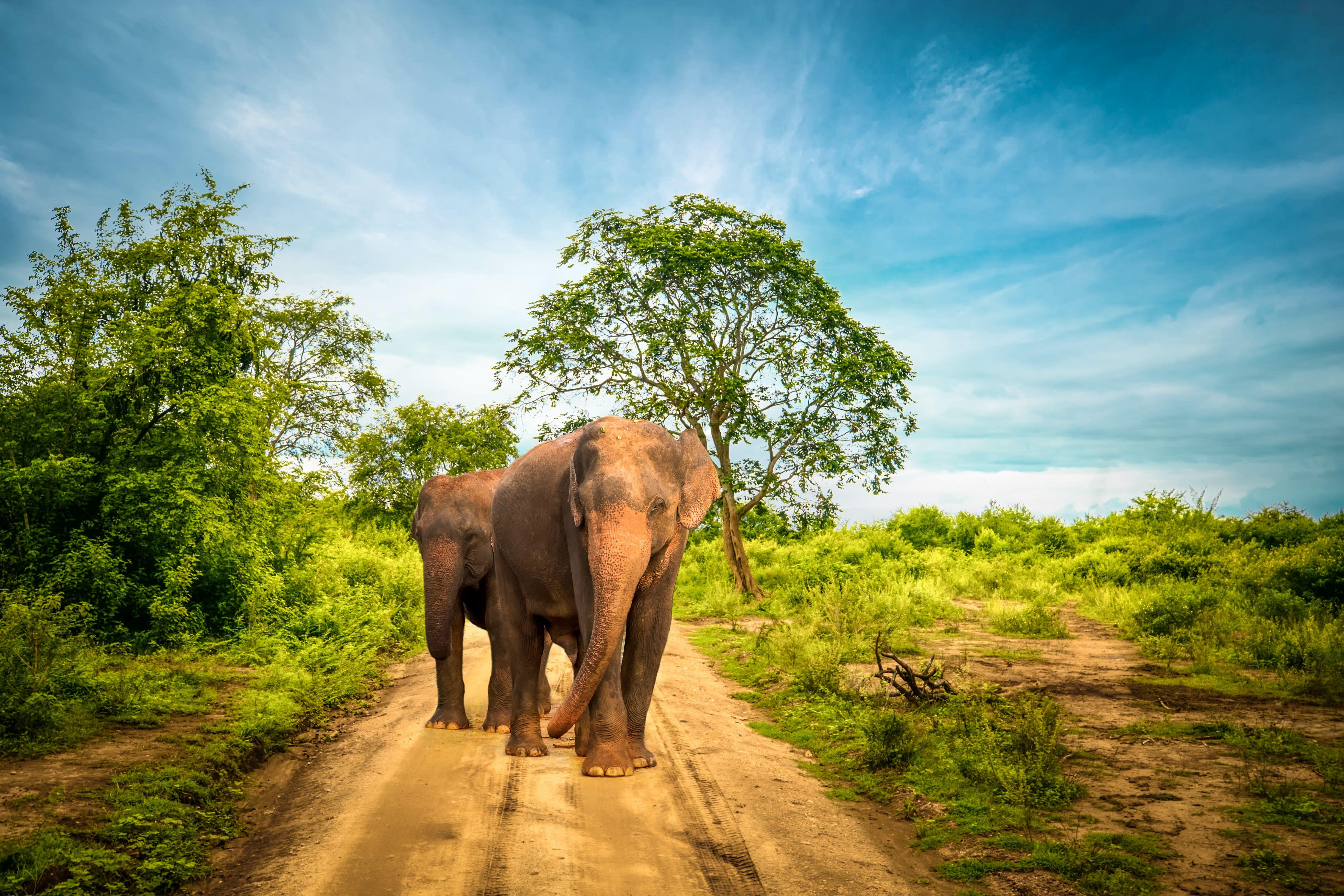 Ayubowan by Uga ab Colombo: Sri Lanka Yala National Park Elefanten