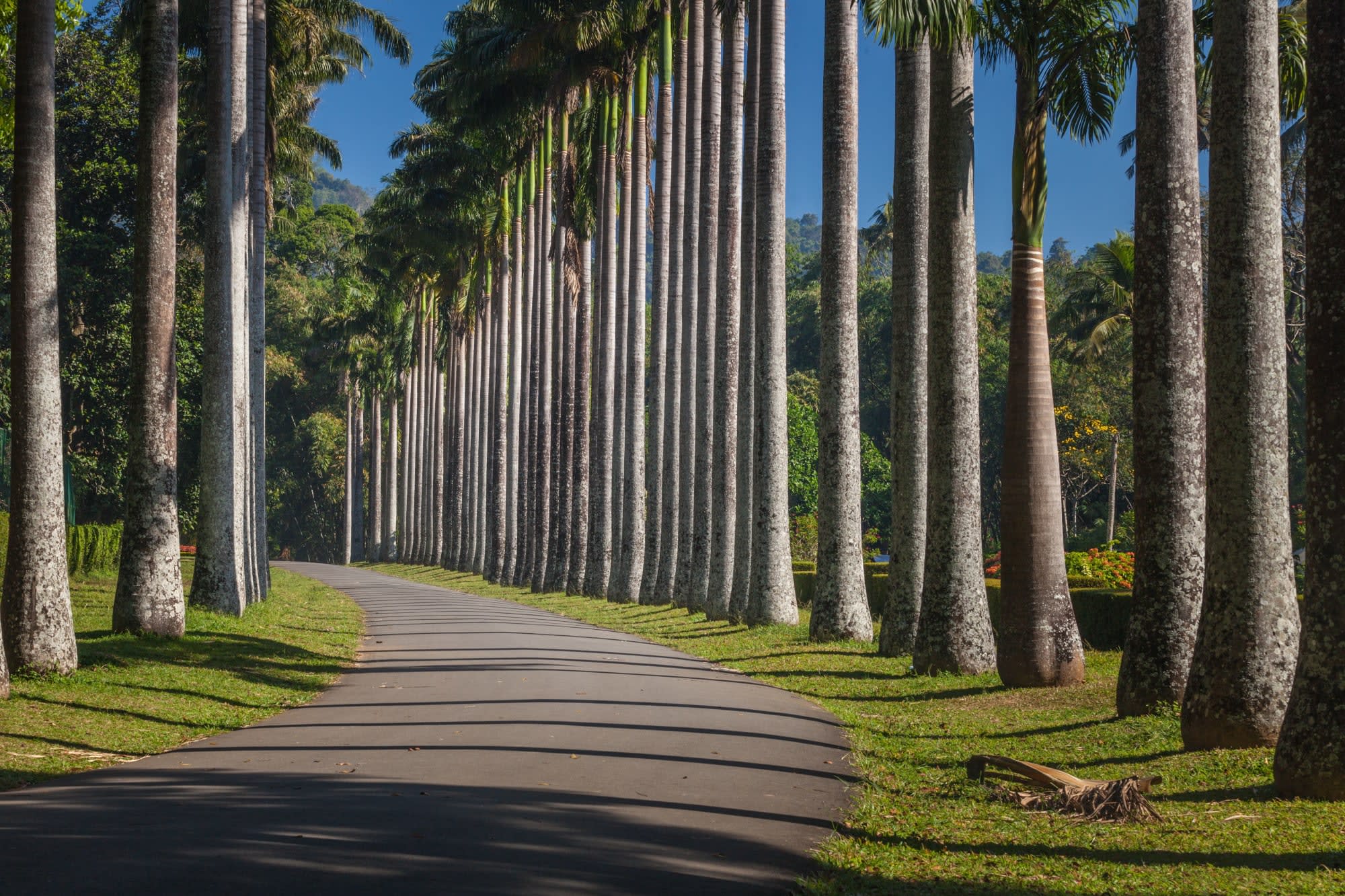 Naturpfade Sri Lankas ab Colombo: Sri Lanka Kandy botanischer Garten