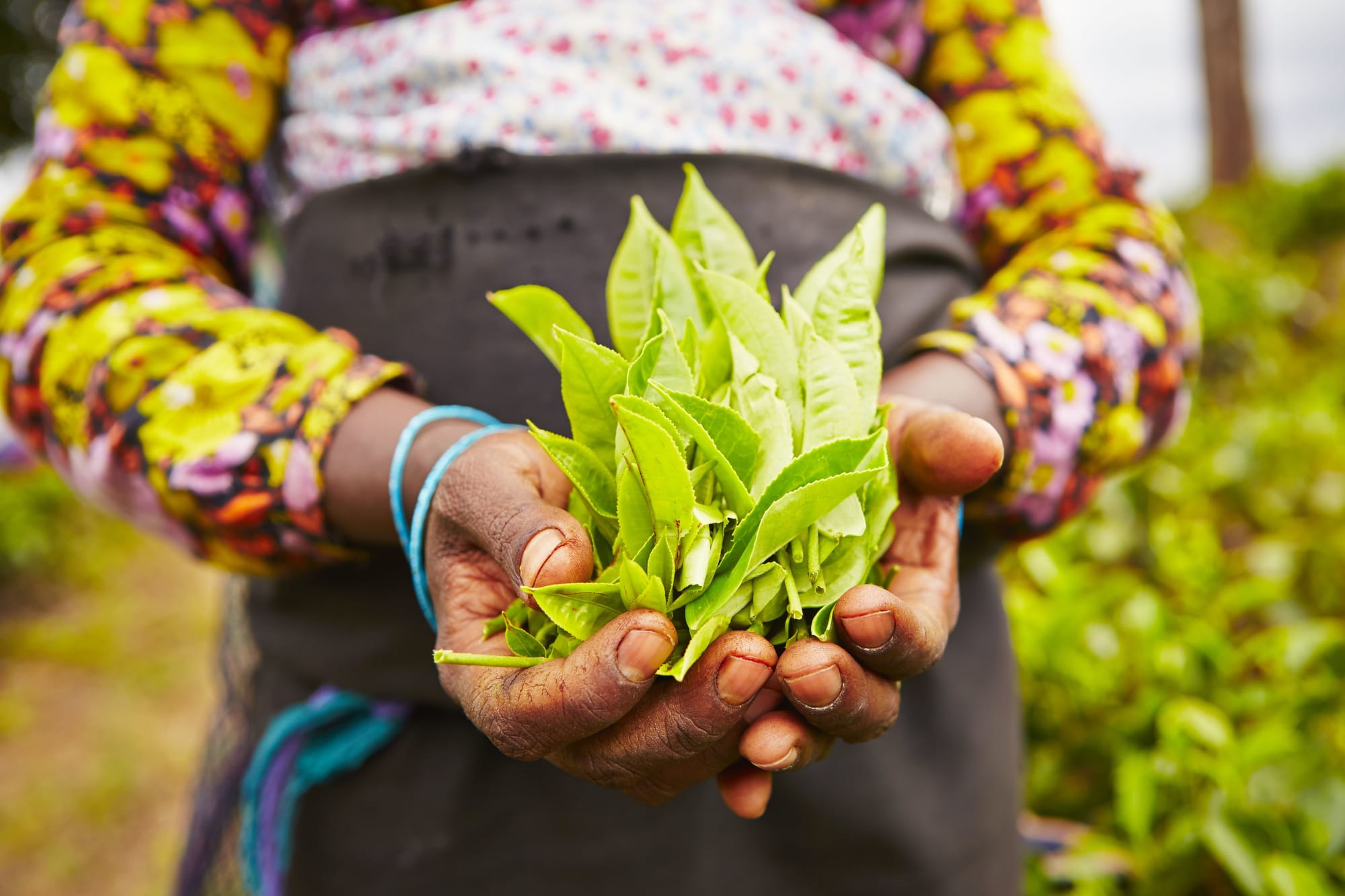 Naturpfade Sri Lankas ab Colombo: Sri Lanka Teeplantage