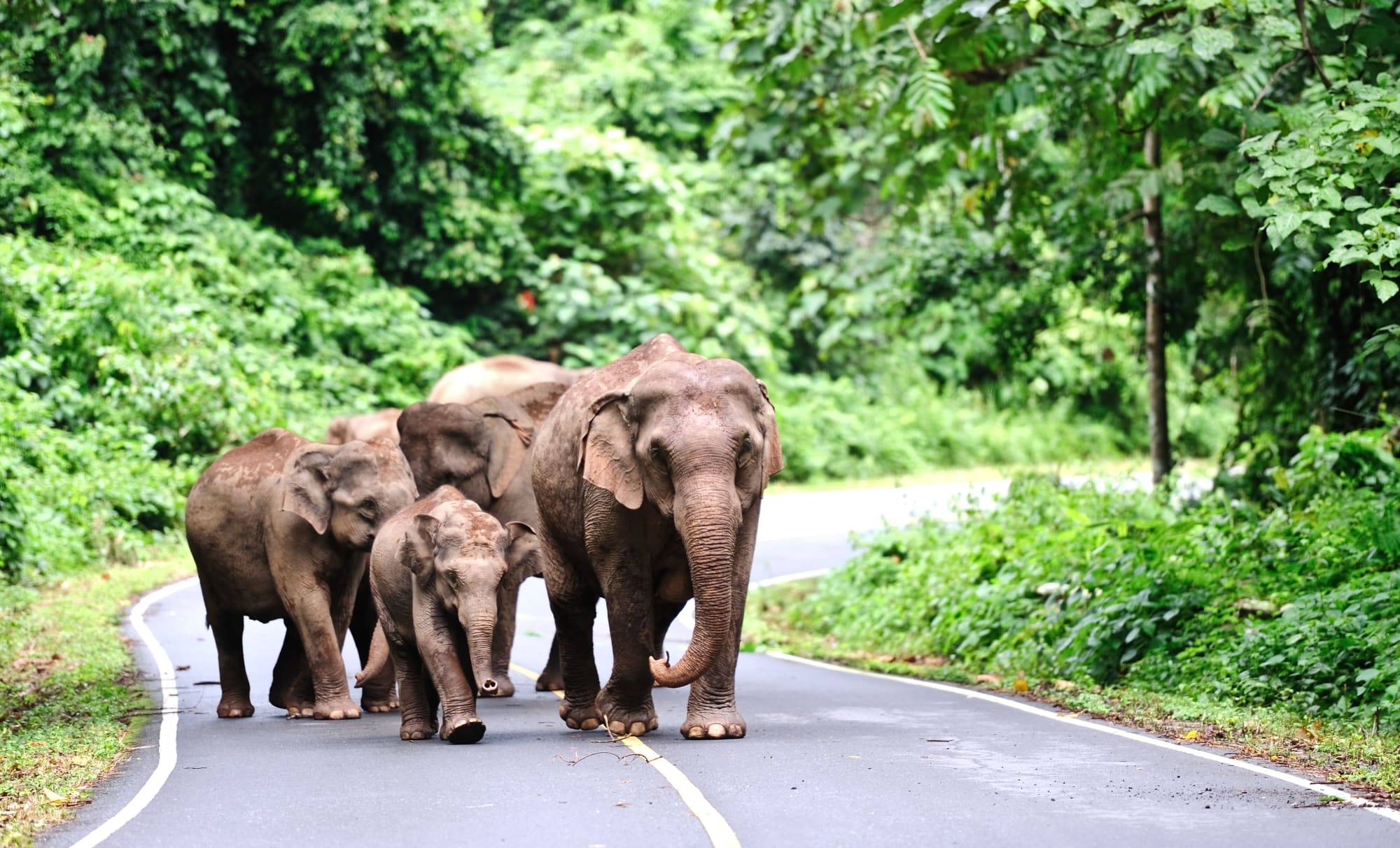 Isan - der verborgene Schatz Thailands ab Bangkok: Thailand Khao Yai Nationalpark Elefanten