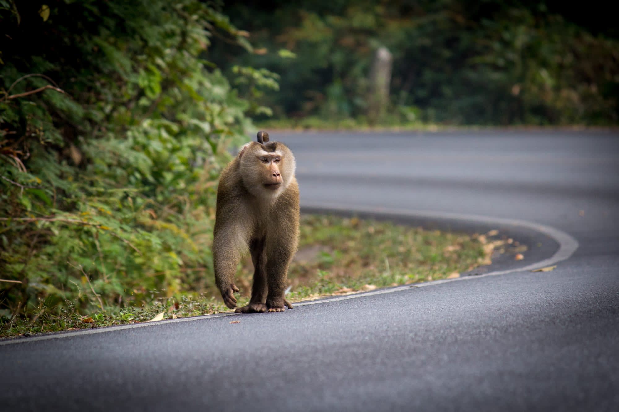 Isan - der verborgene Schatz Thailands ab Bangkok: Thailand Khao Yai Nationalpark Affe